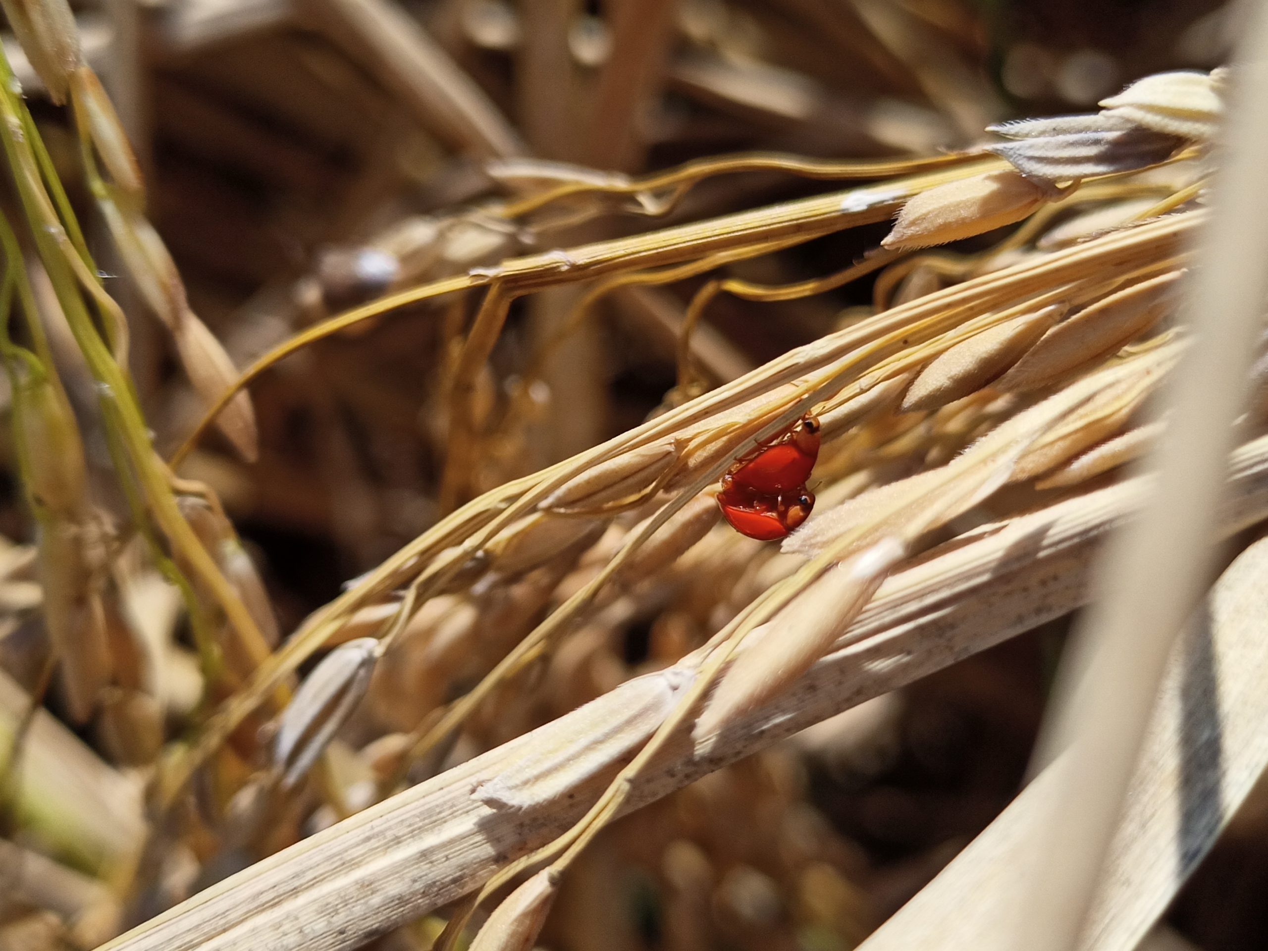 Insects on a plant