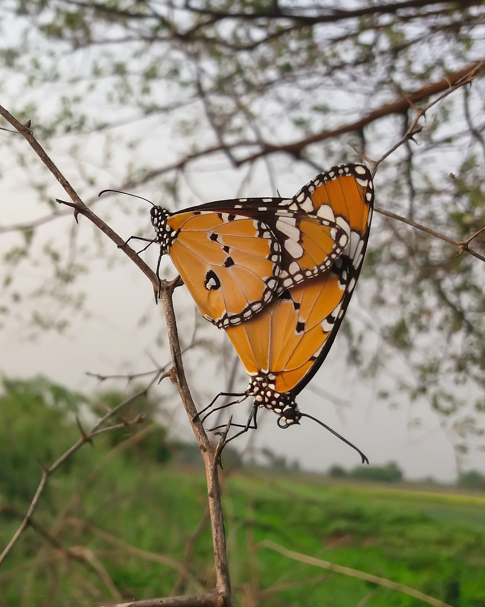 Butterflies