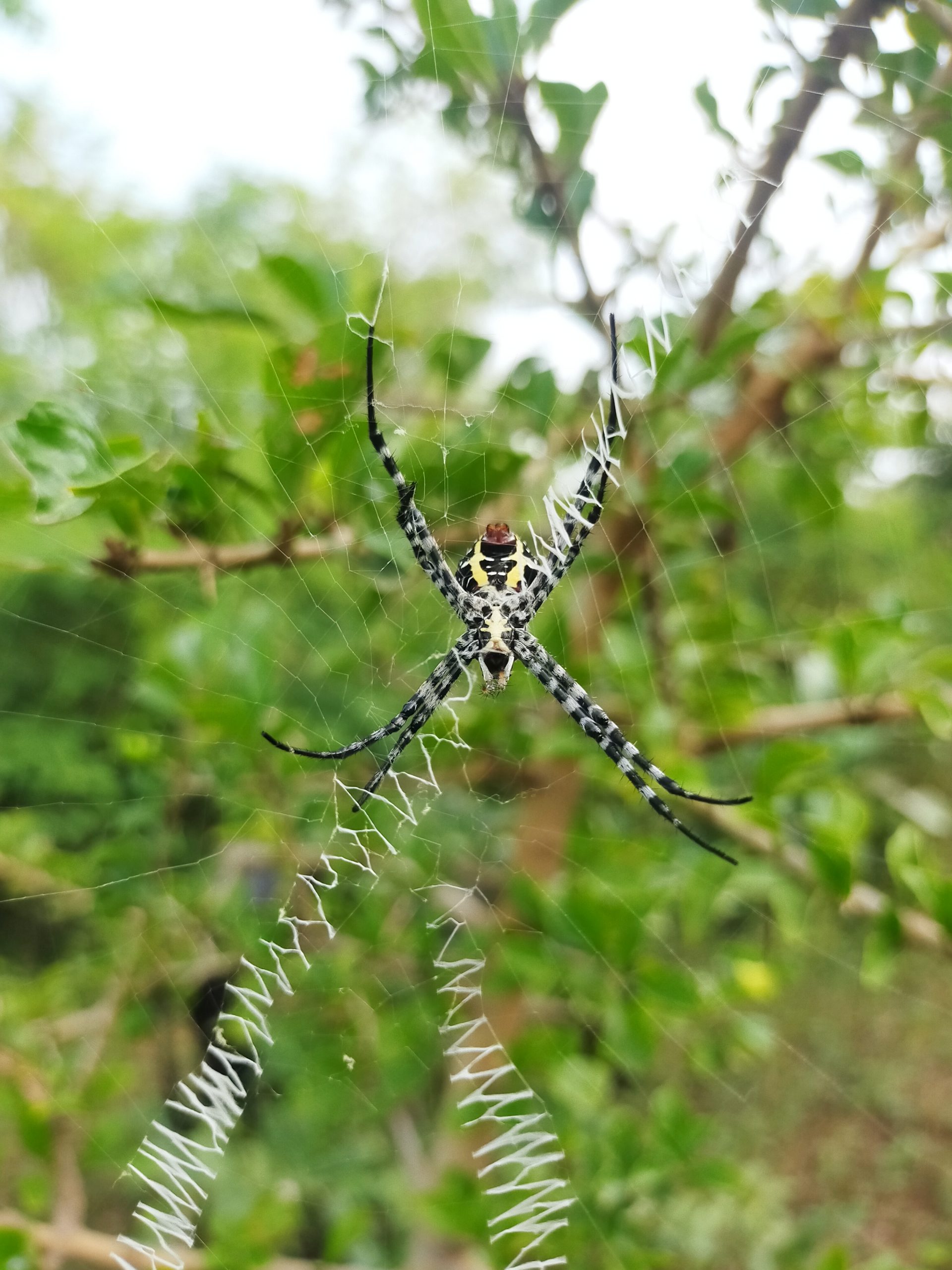 Spider web