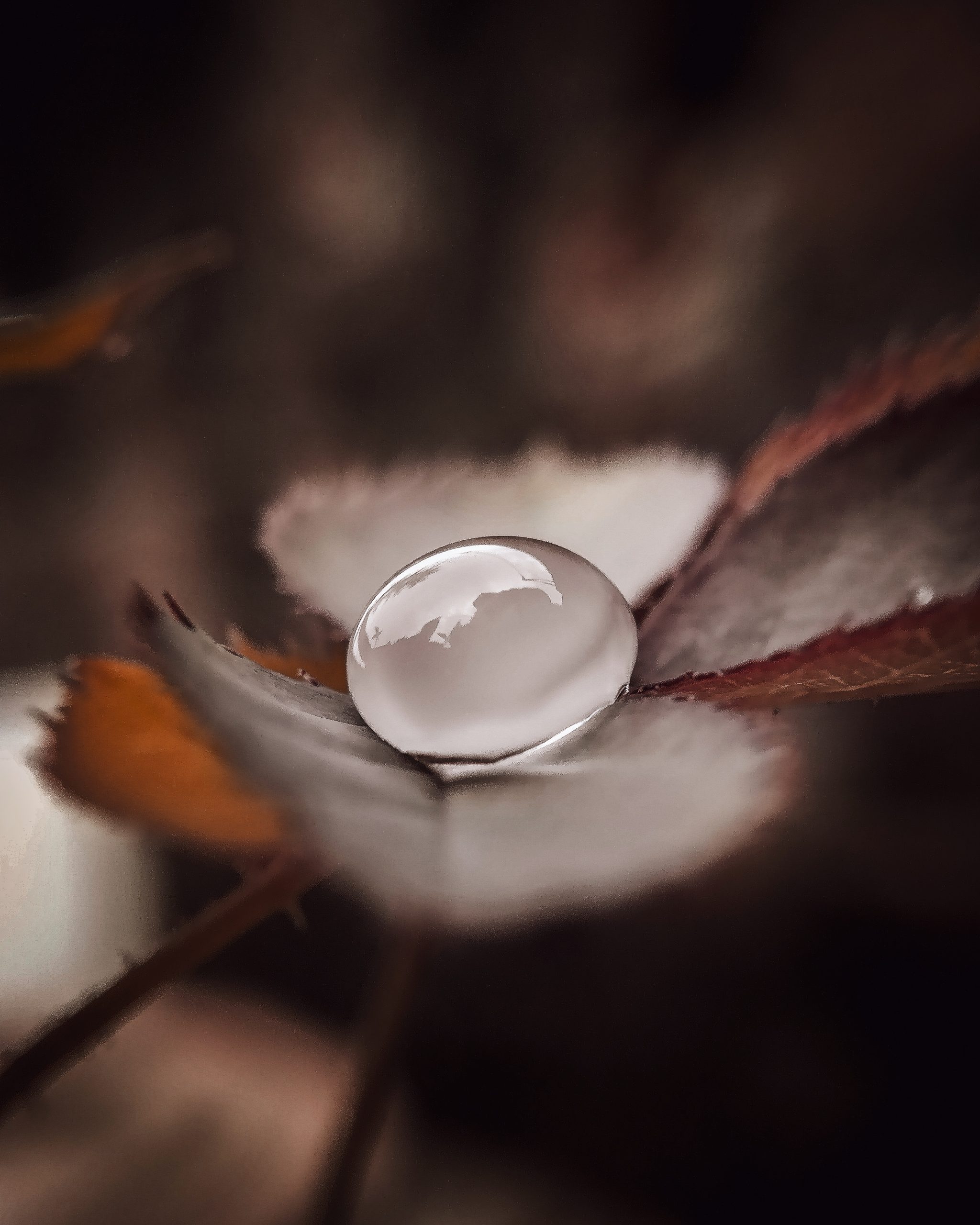 Water Drop on leaf