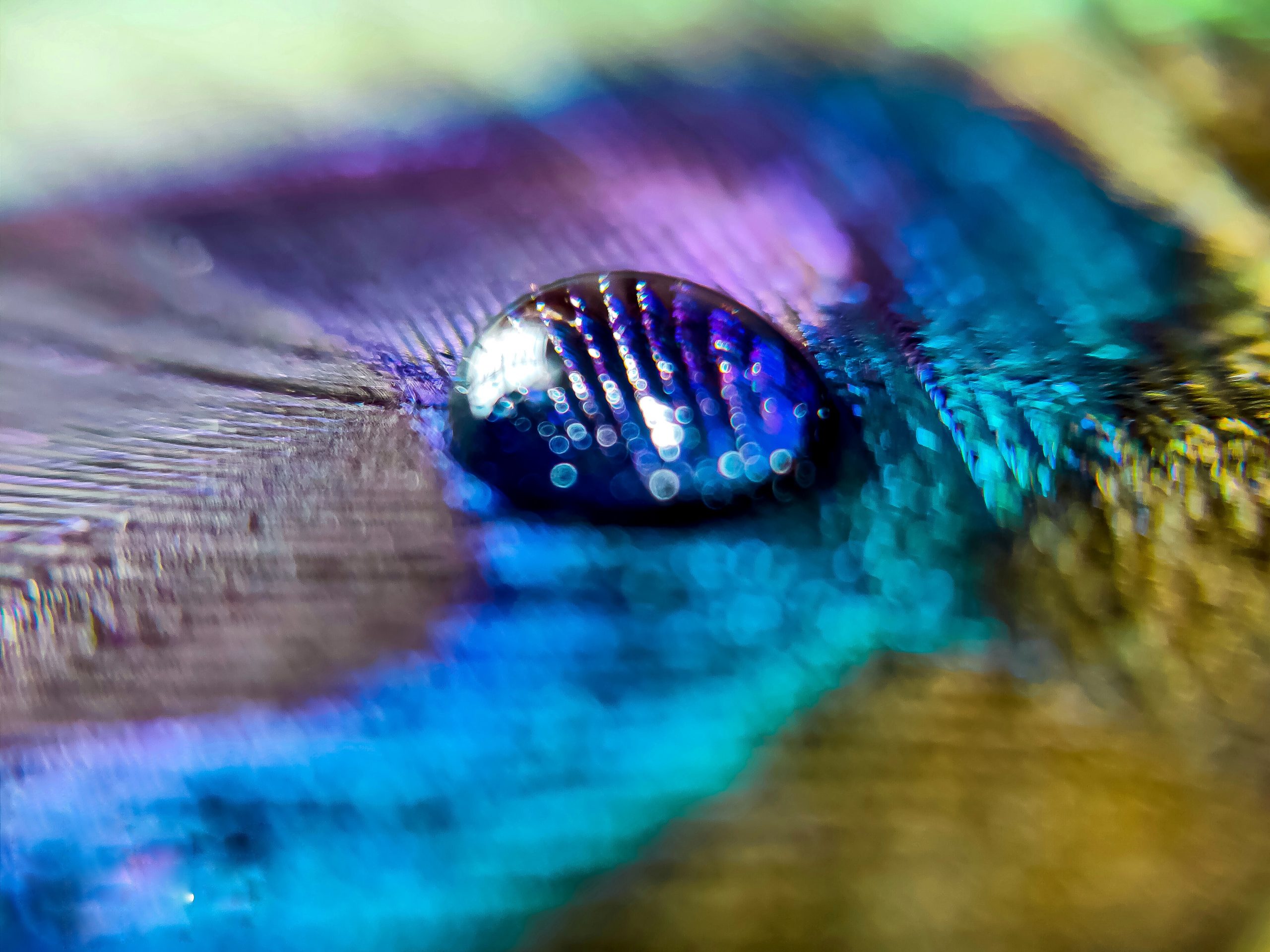 Drop on peacock feather
