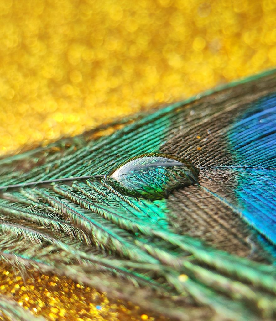Water drop on peacock feather PixaHive