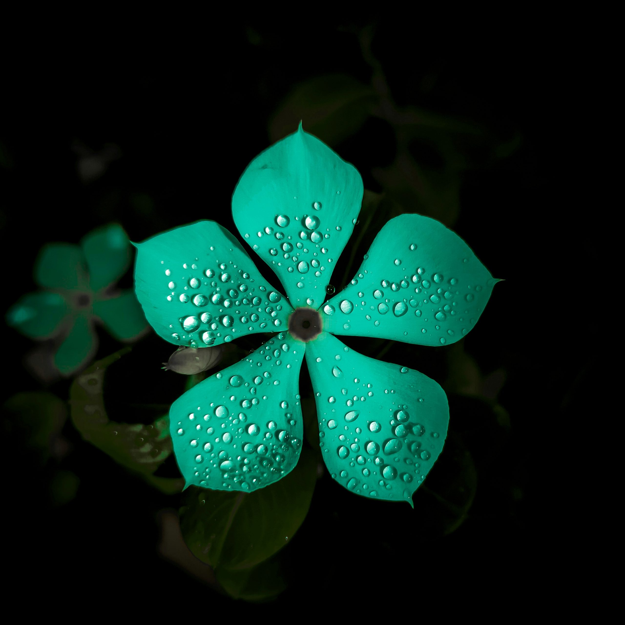 Water droplet on flower