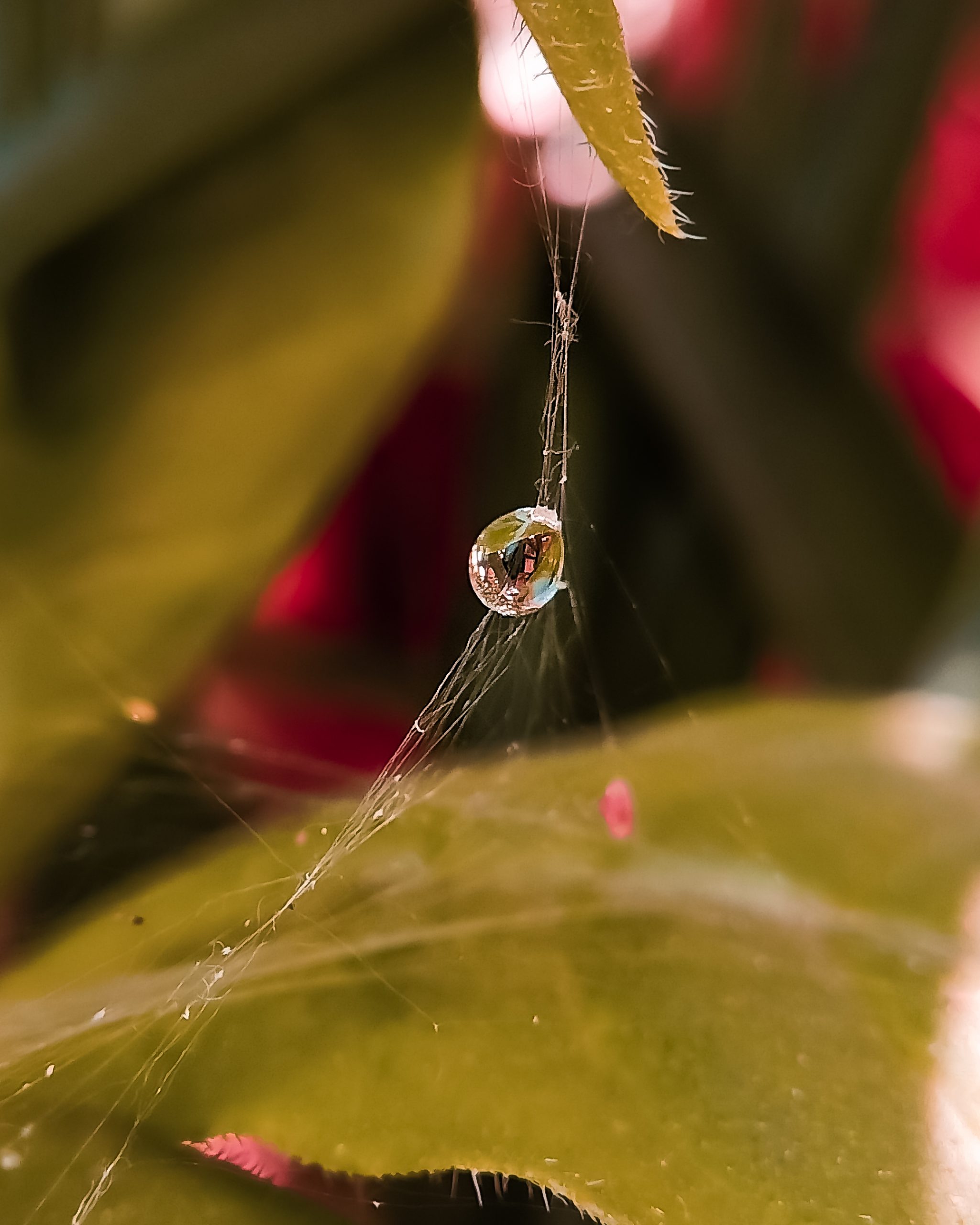 Water drop on spider web