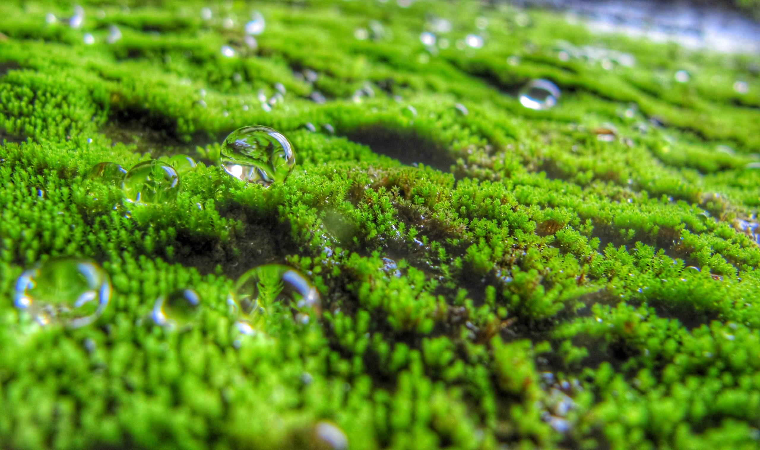 Water droplets on a grass