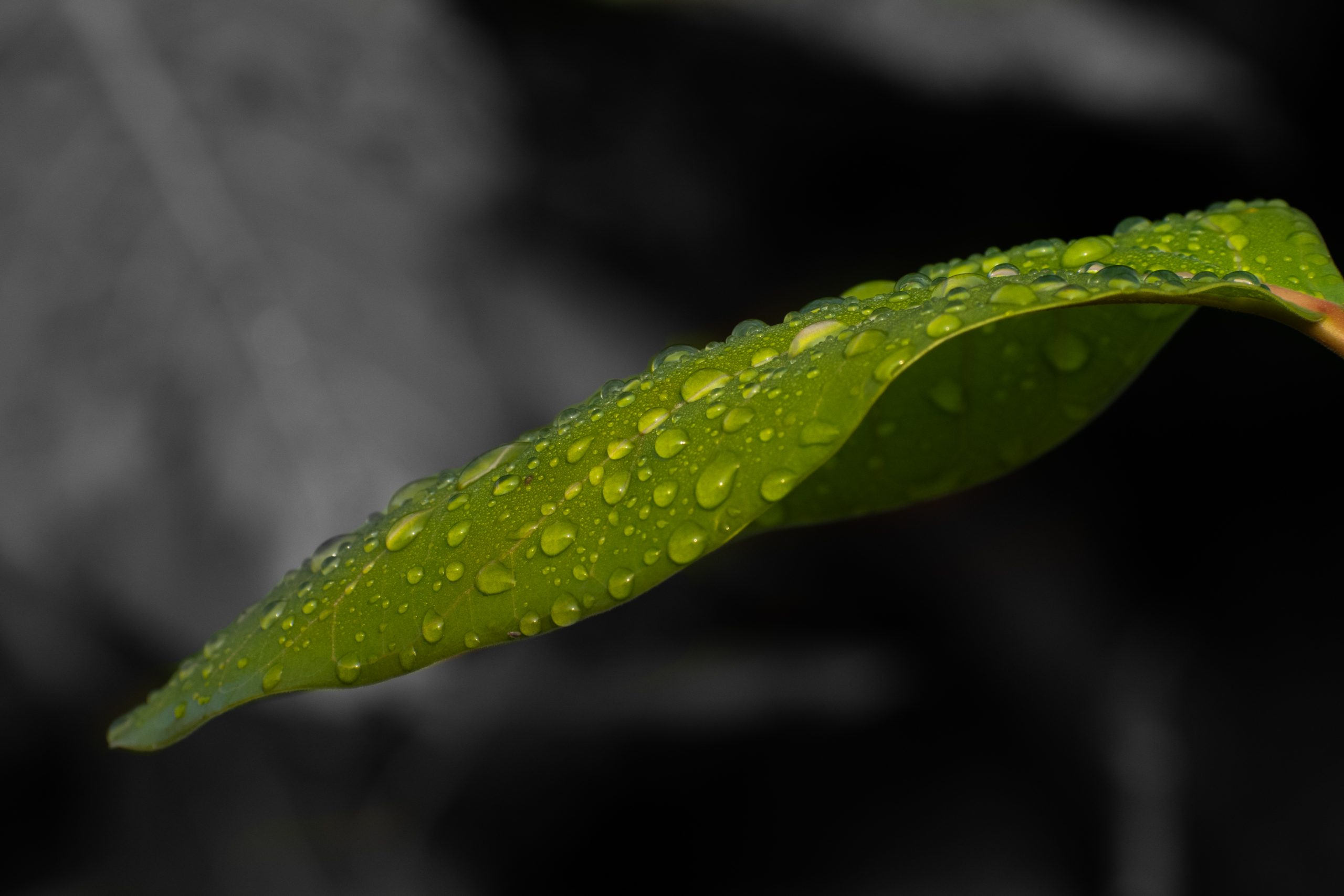 Water drops on leaf