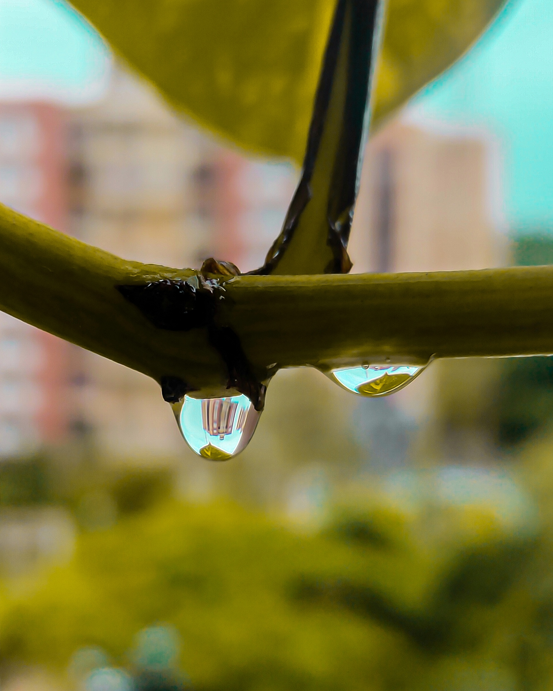 Water droplets on a plant stem