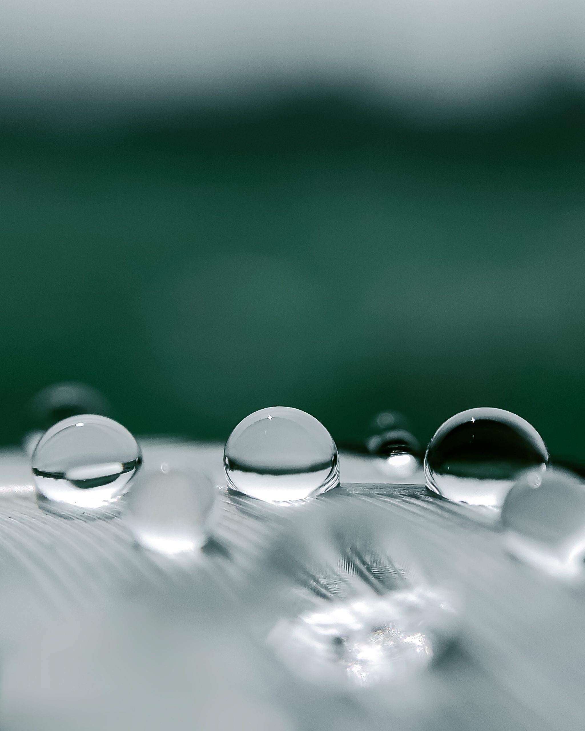 Water droplets on feather