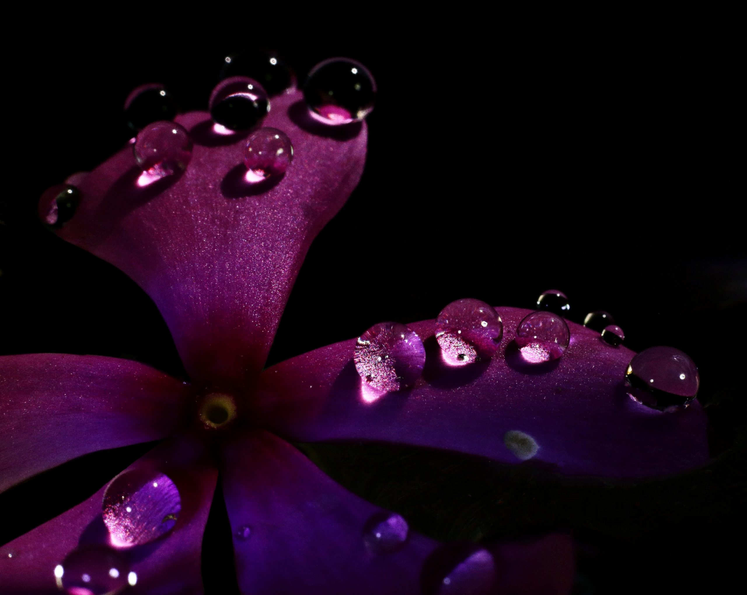 Water drops on flower petals