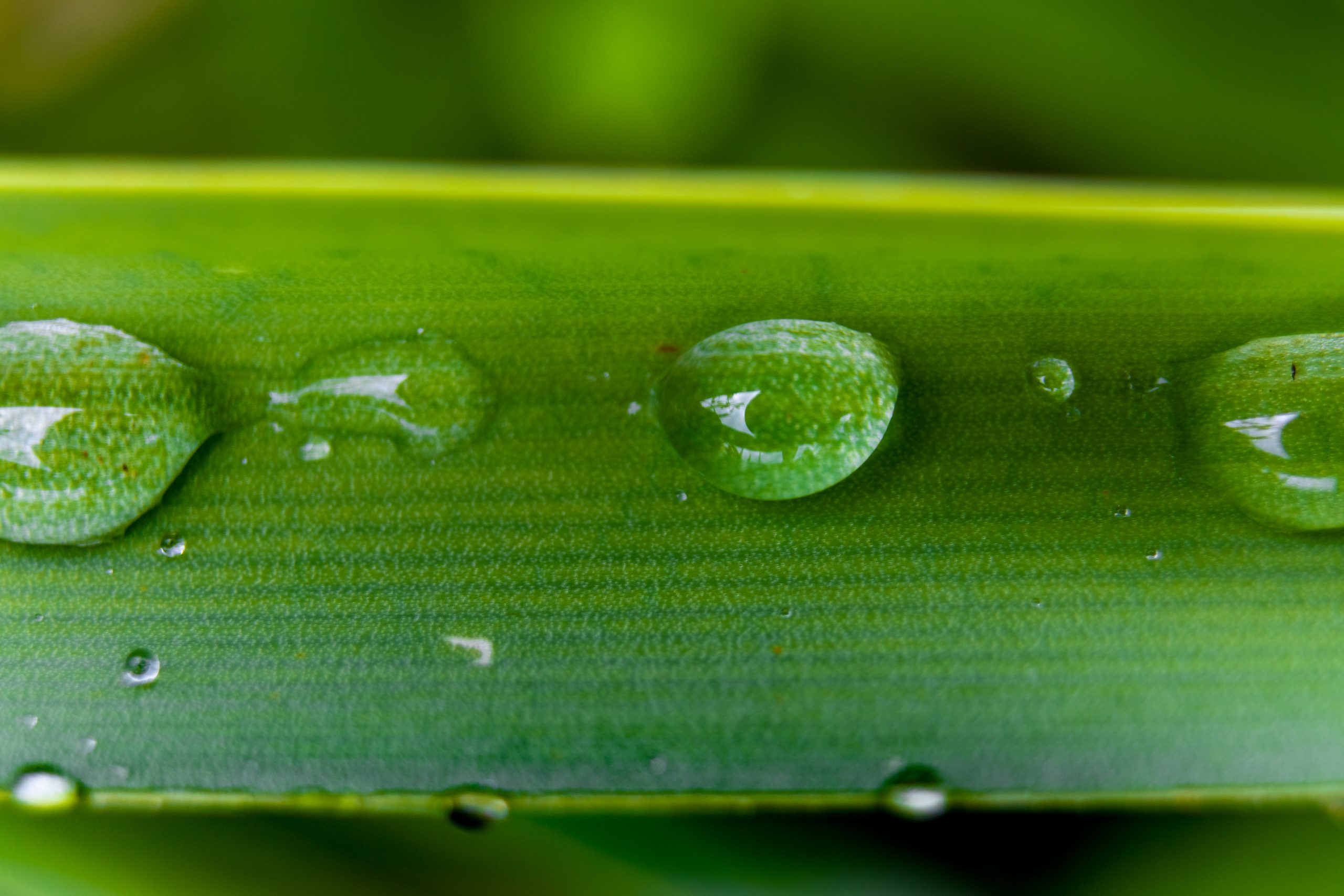 Water drops on leaf