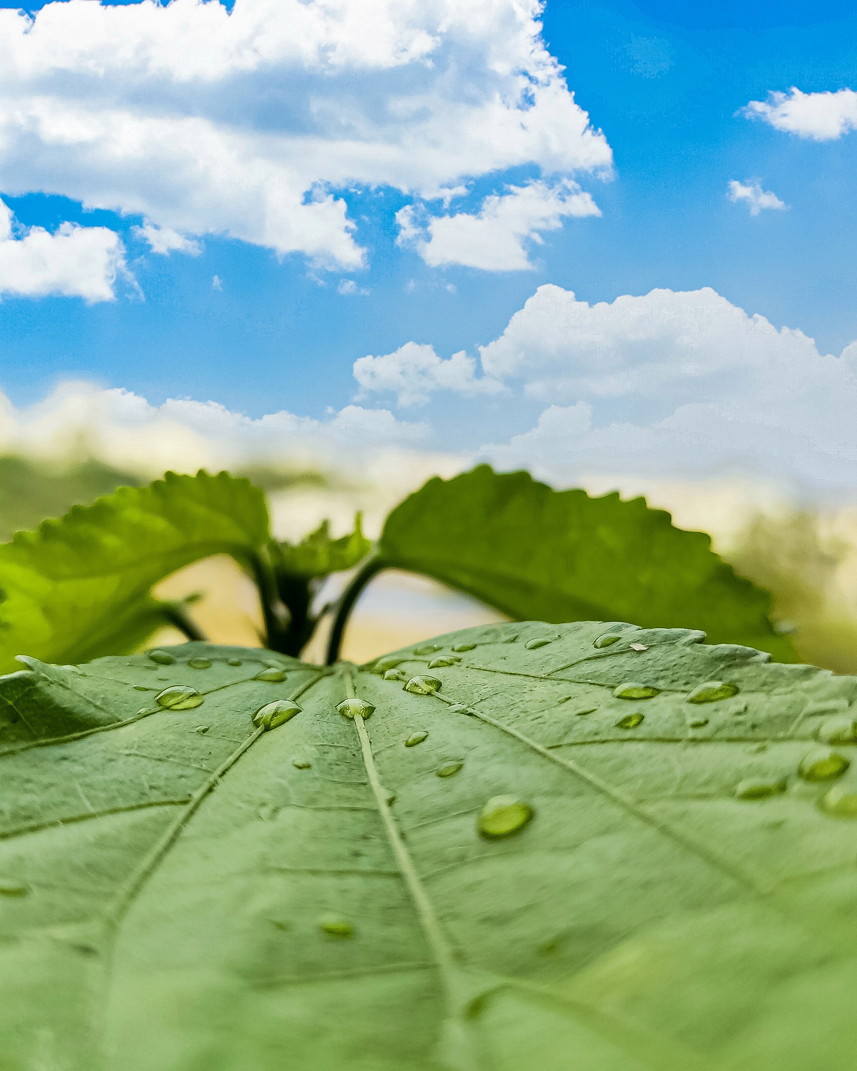 Water drops on leaf