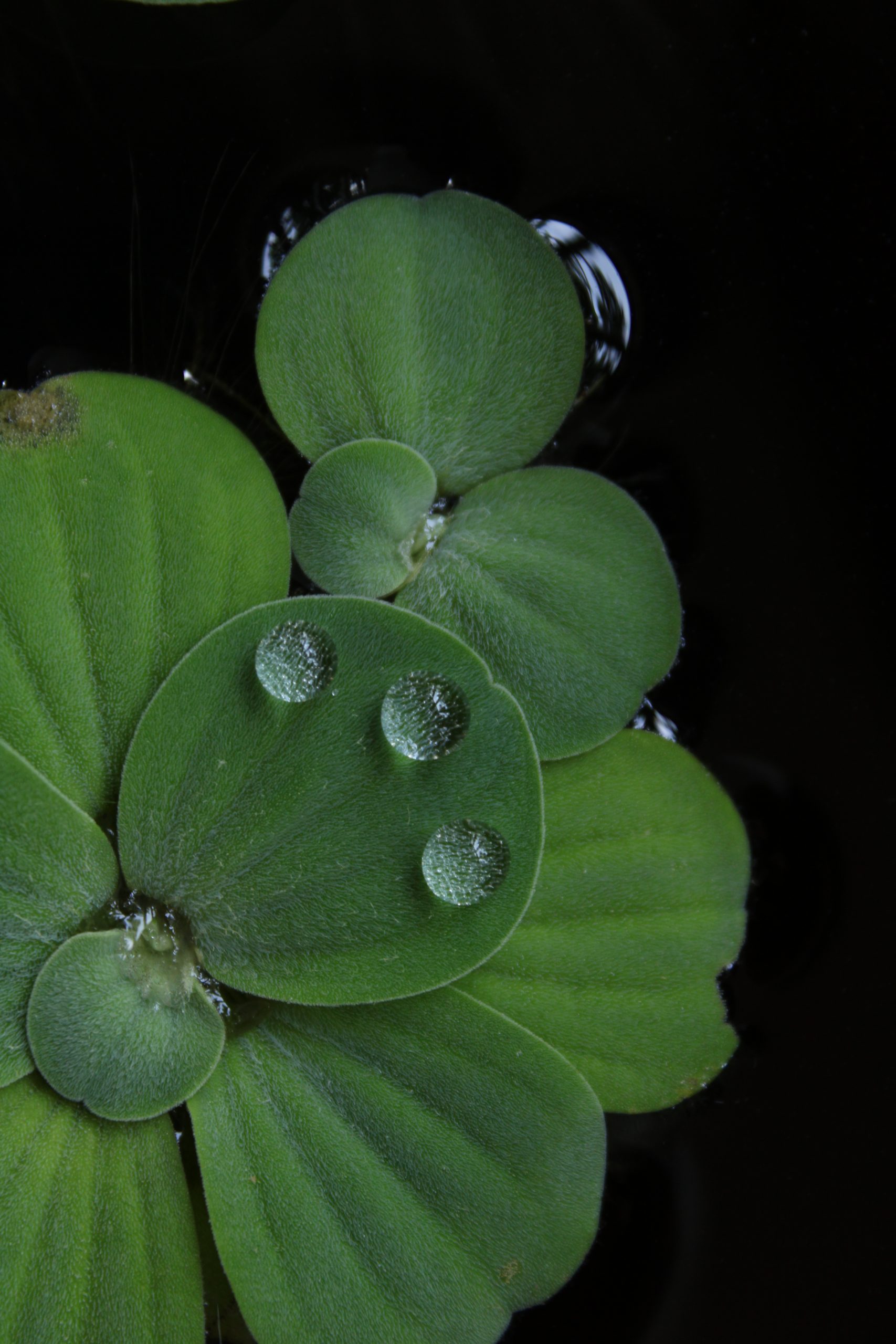 Water drops on leaf