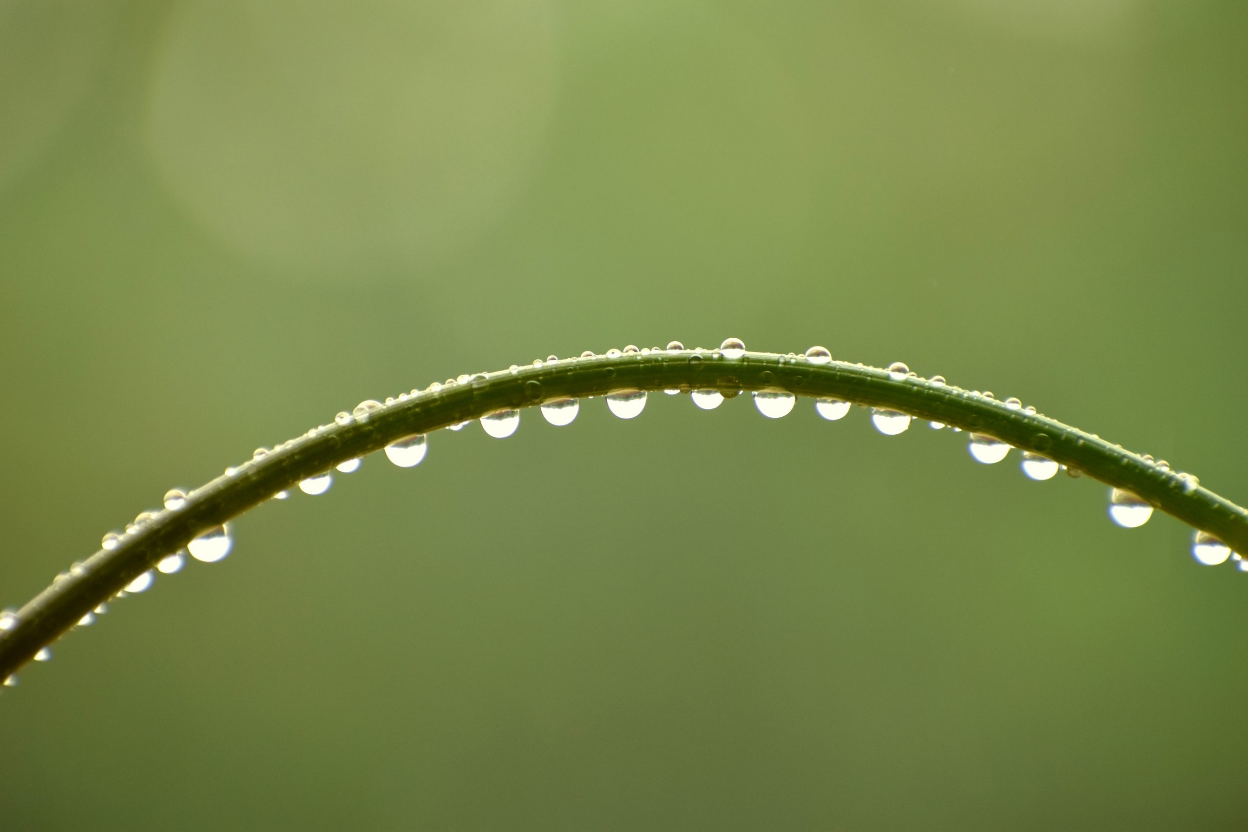 Water drops on a plant stem