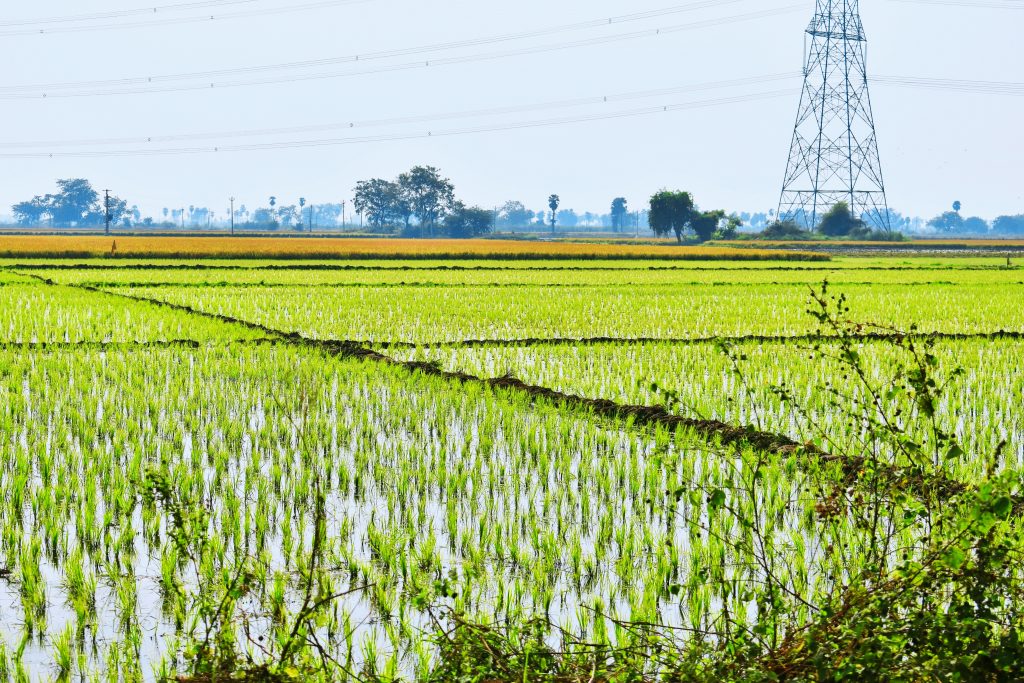 Water filled in paddy fields PixaHive