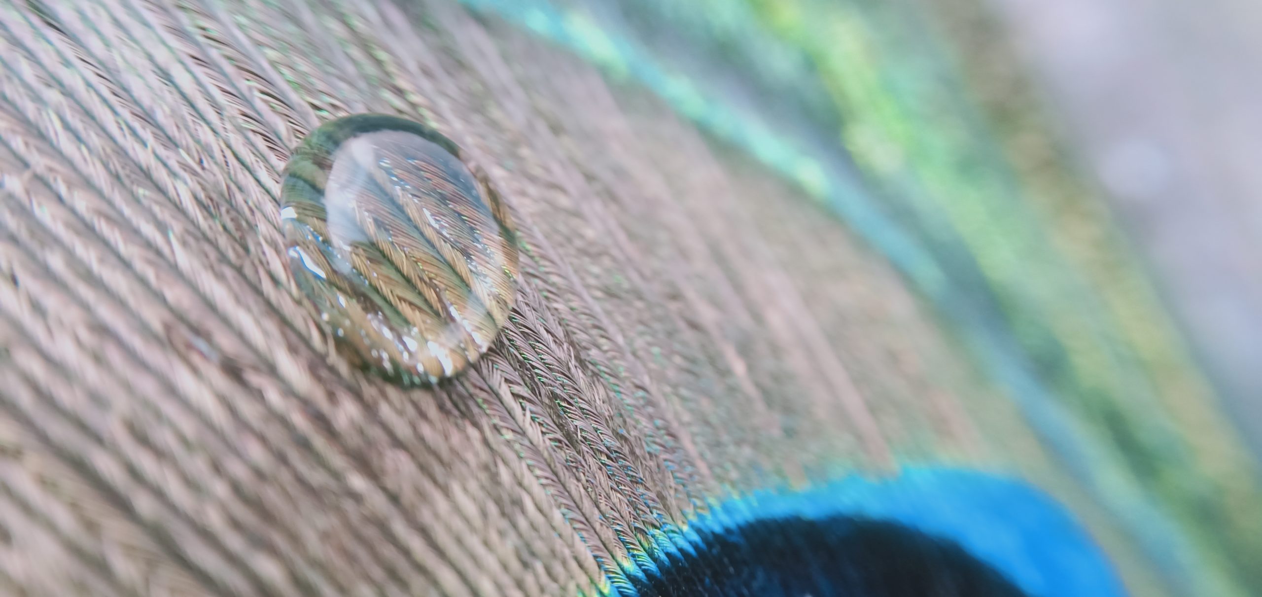 Waterdrops on a feather