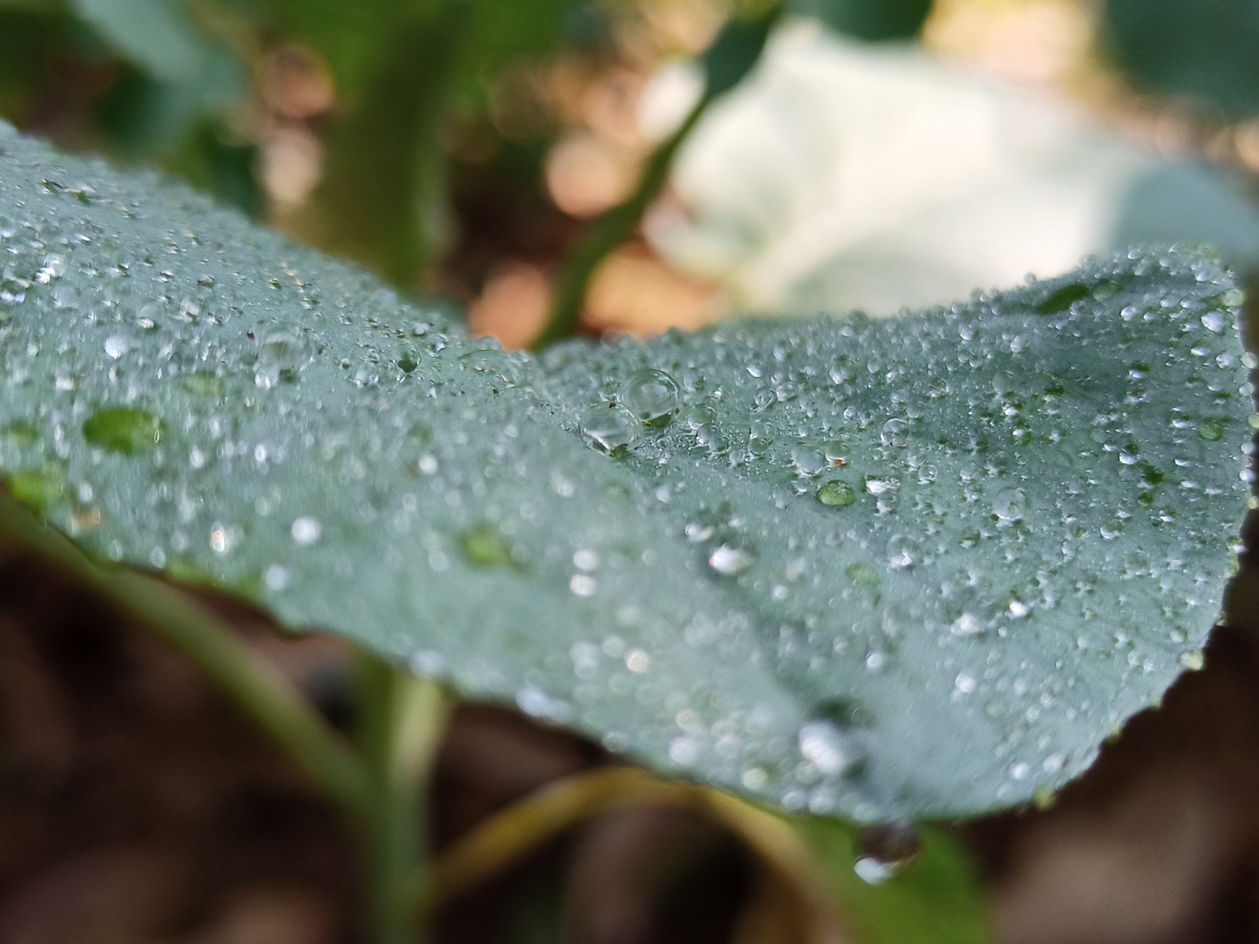 Waterdrops on a leaf