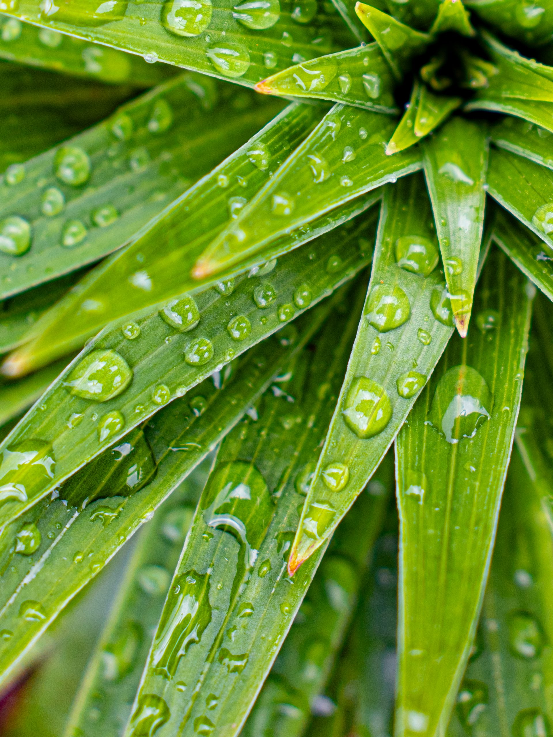 Water drops on leaves