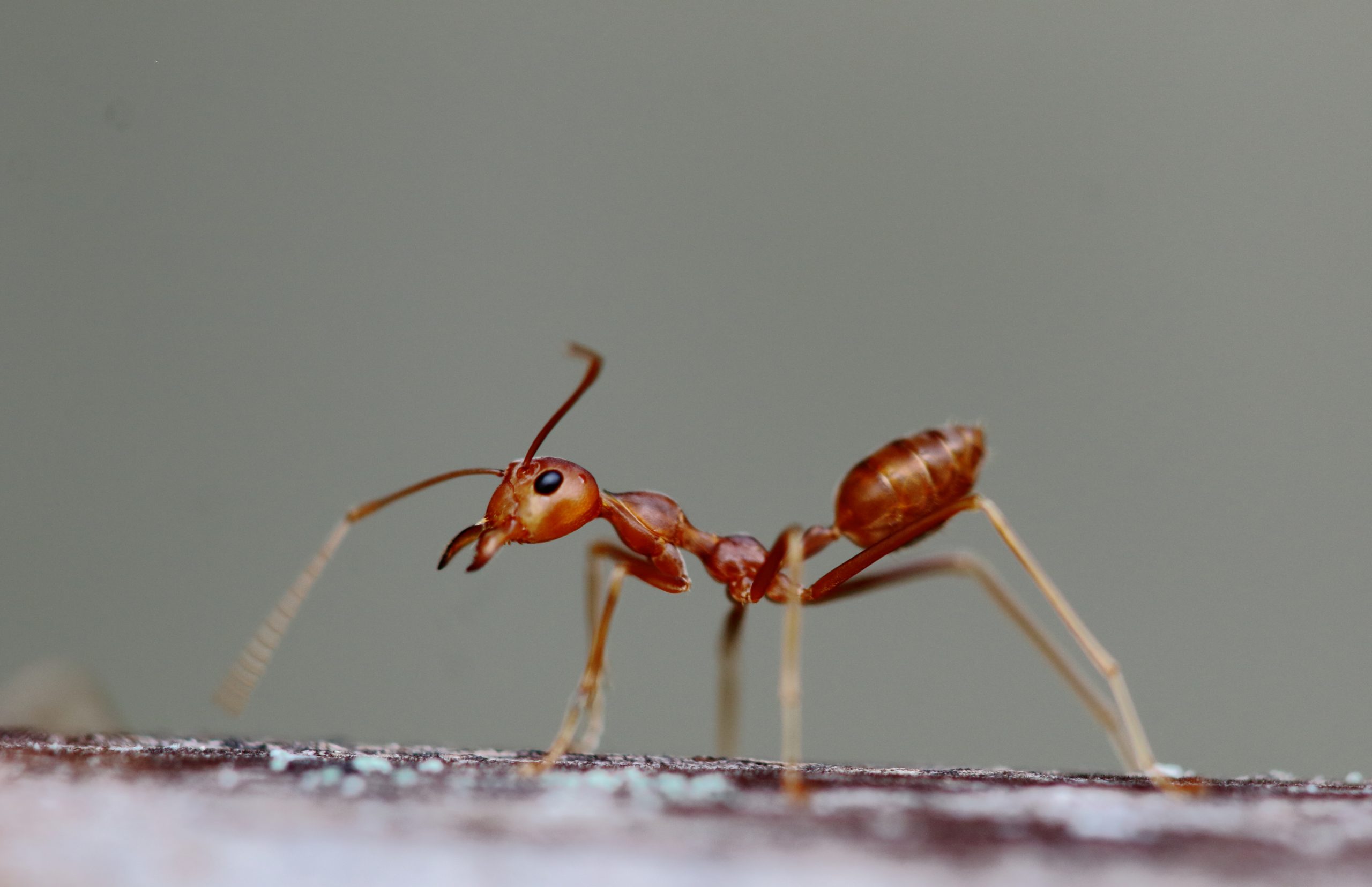 weaver ant close up