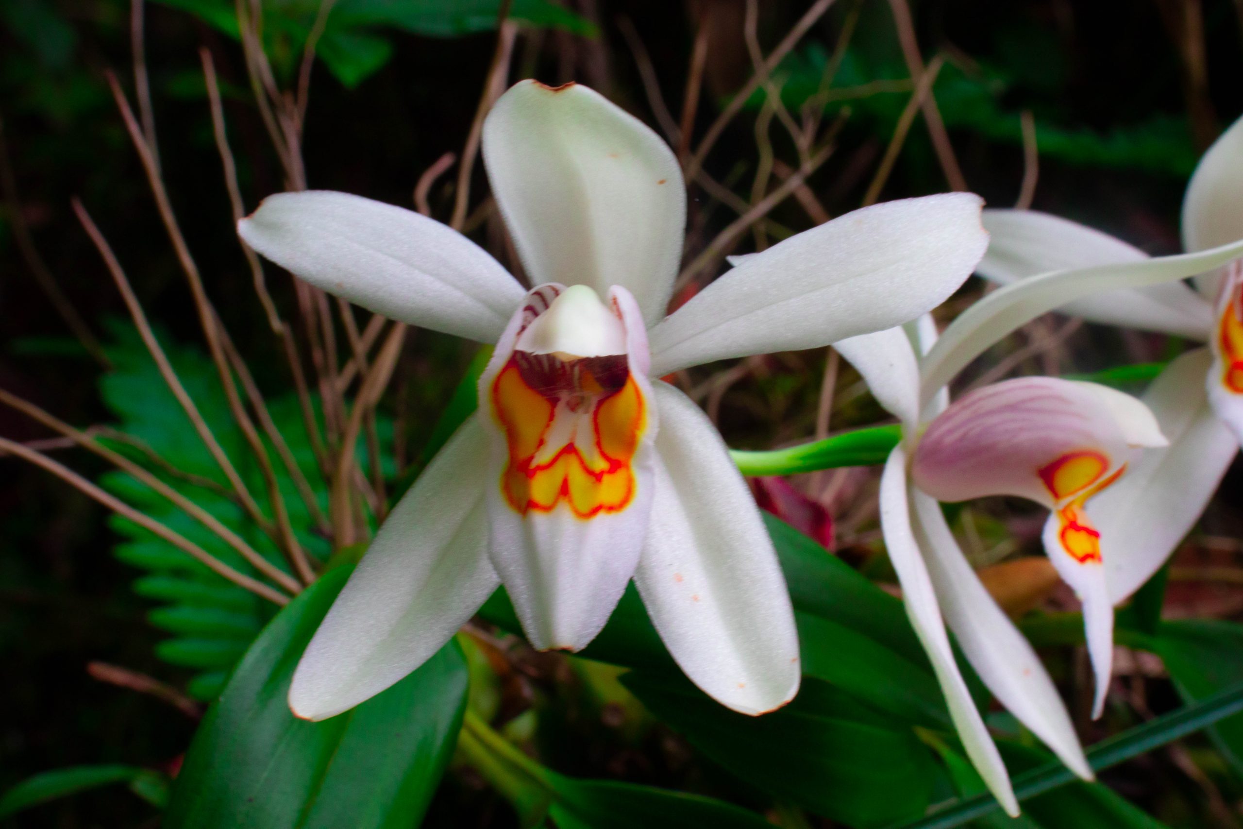 White Orchid close-up