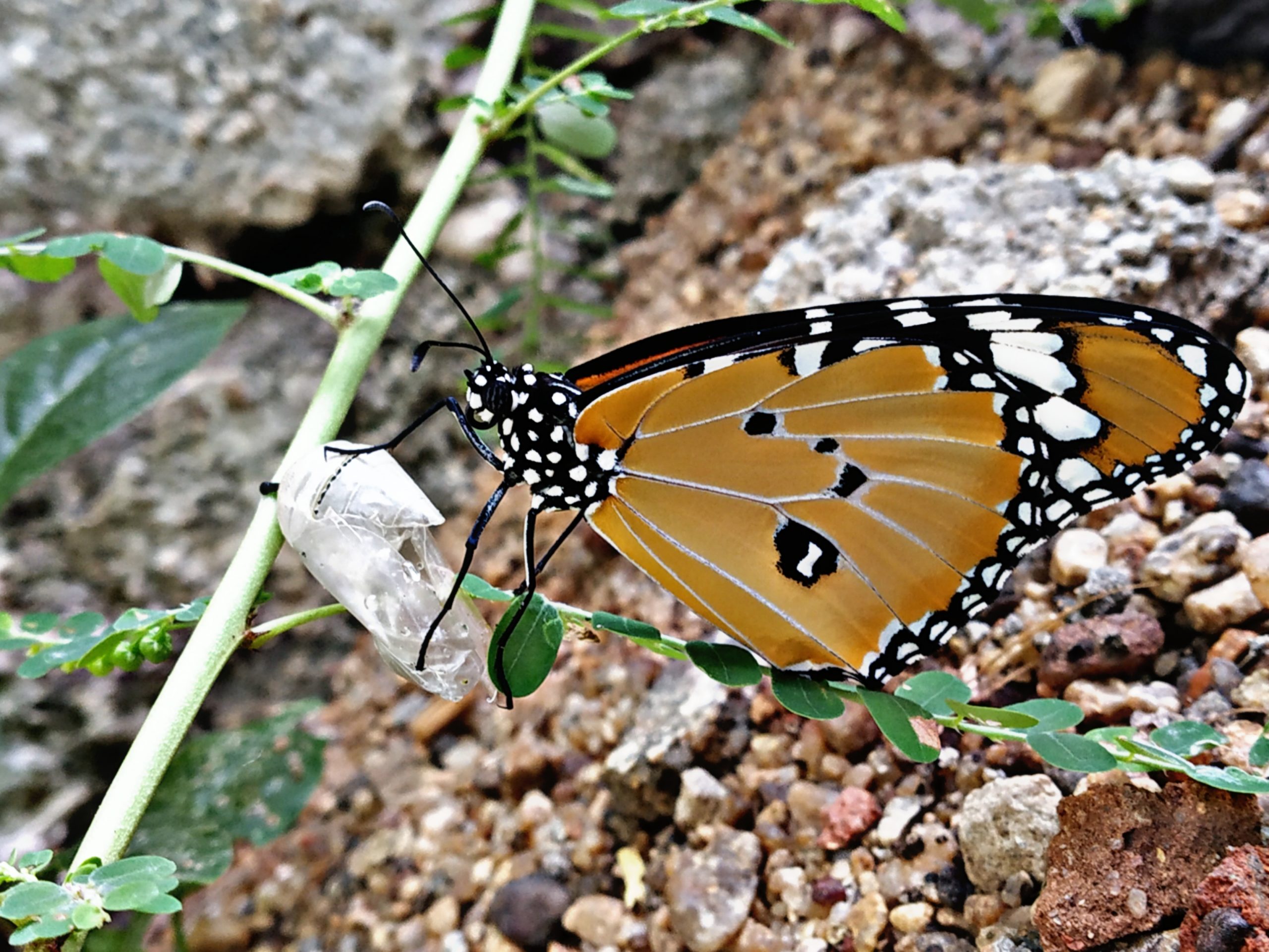 White Spotted Butterfly