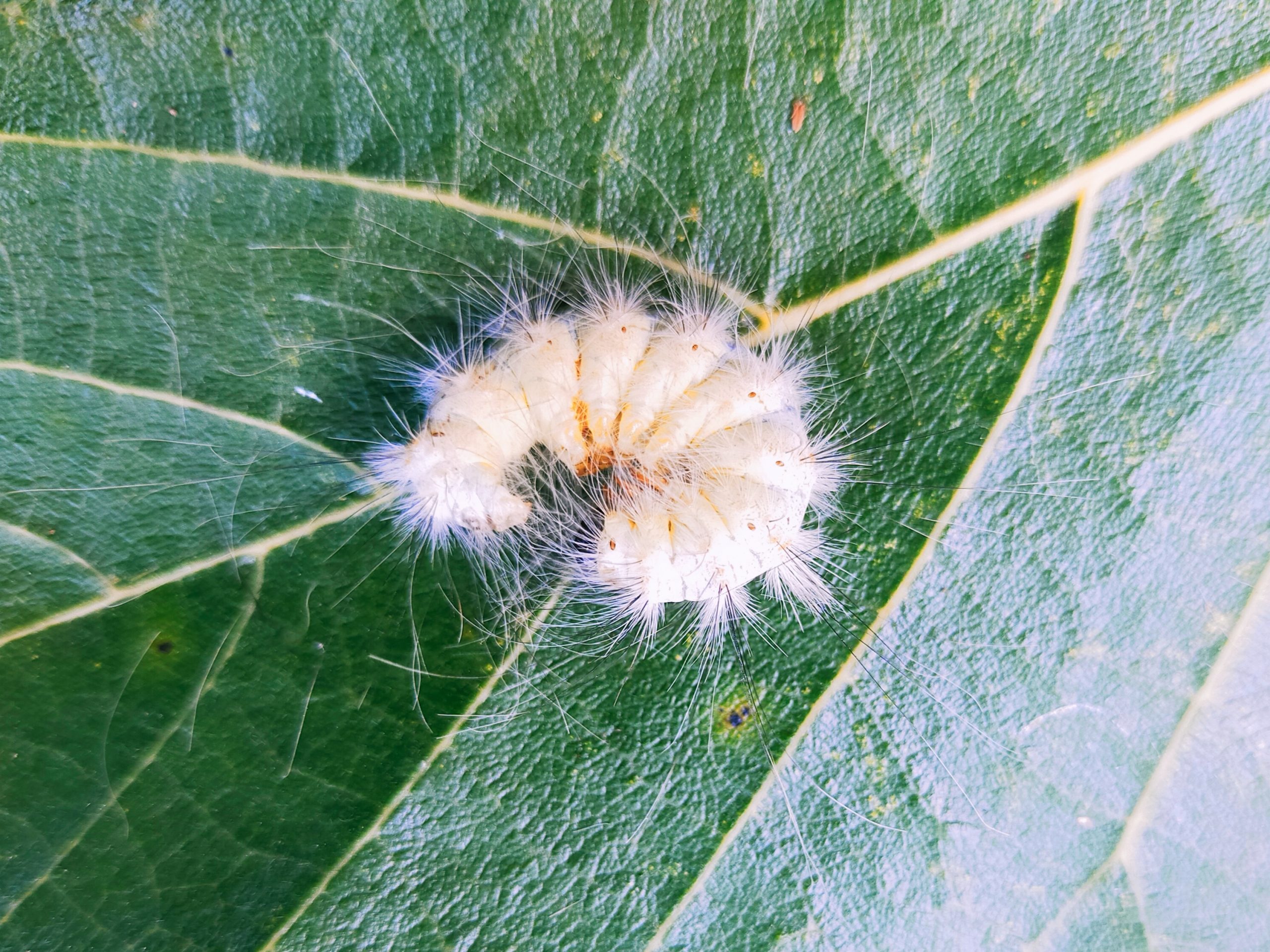 White Worm Closeup