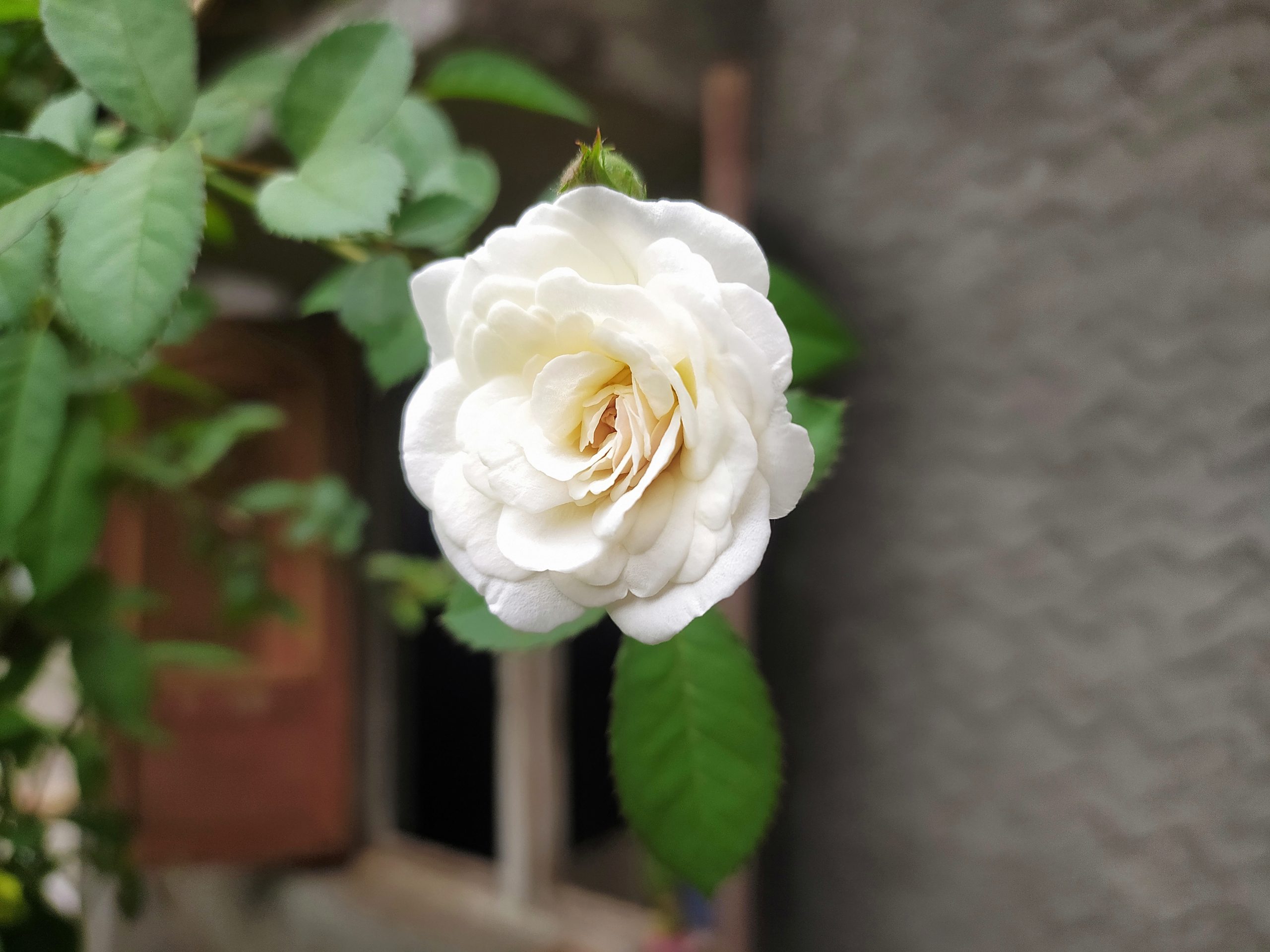 White climbing Rose