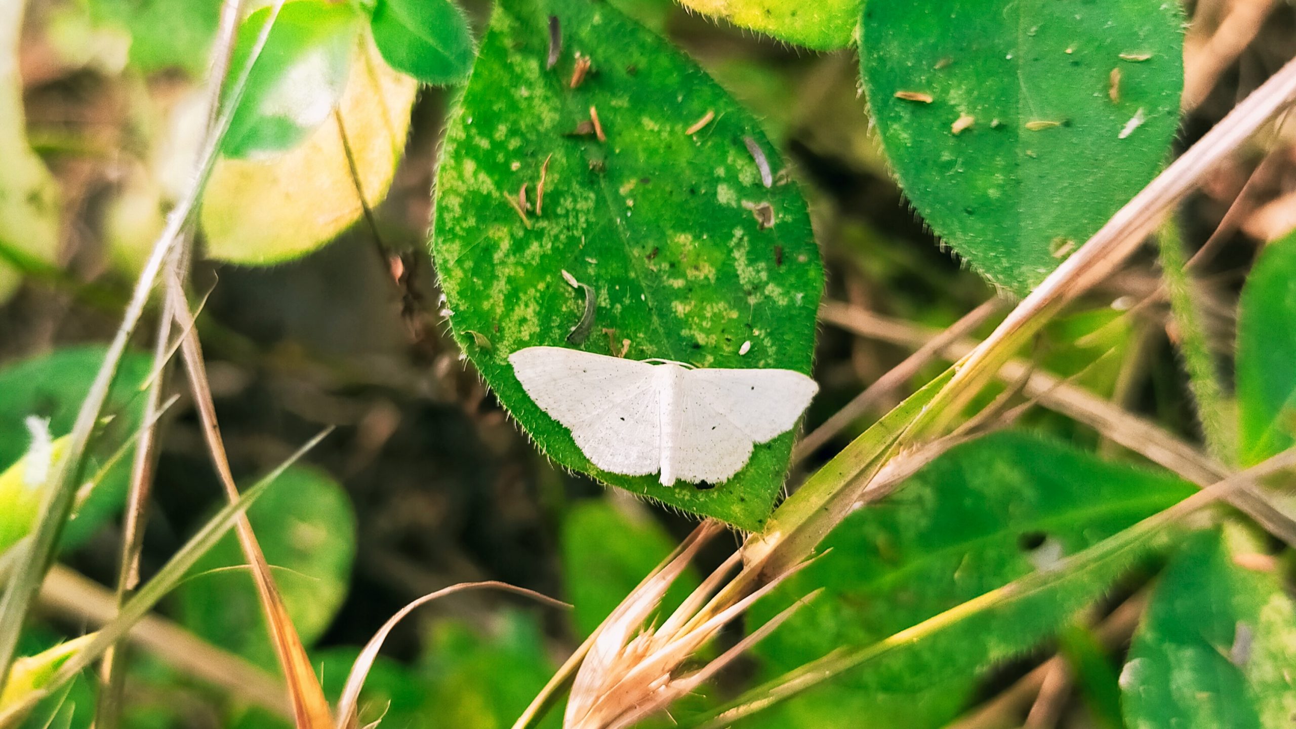 butterfly on leaf