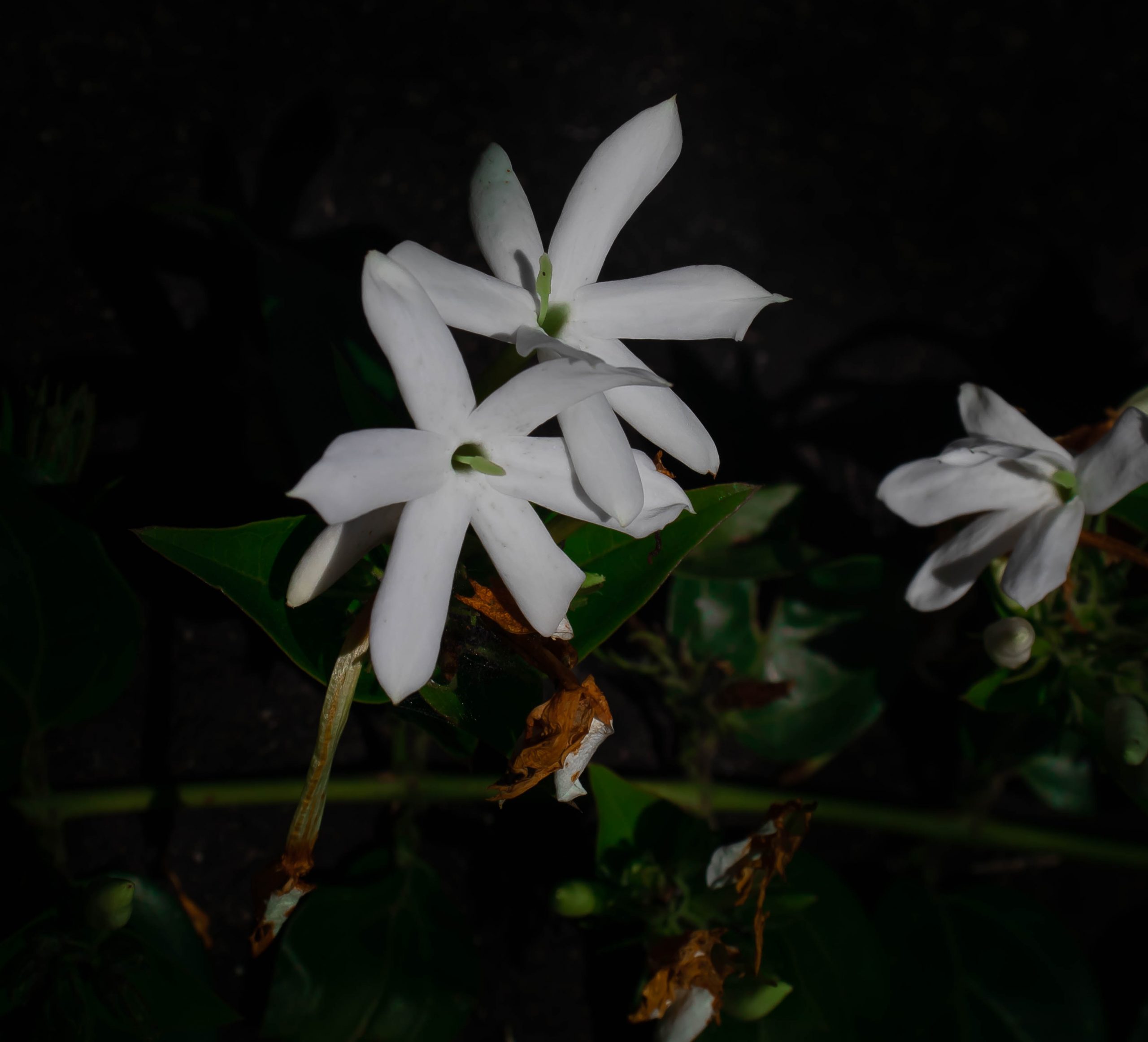 White flower in darkness