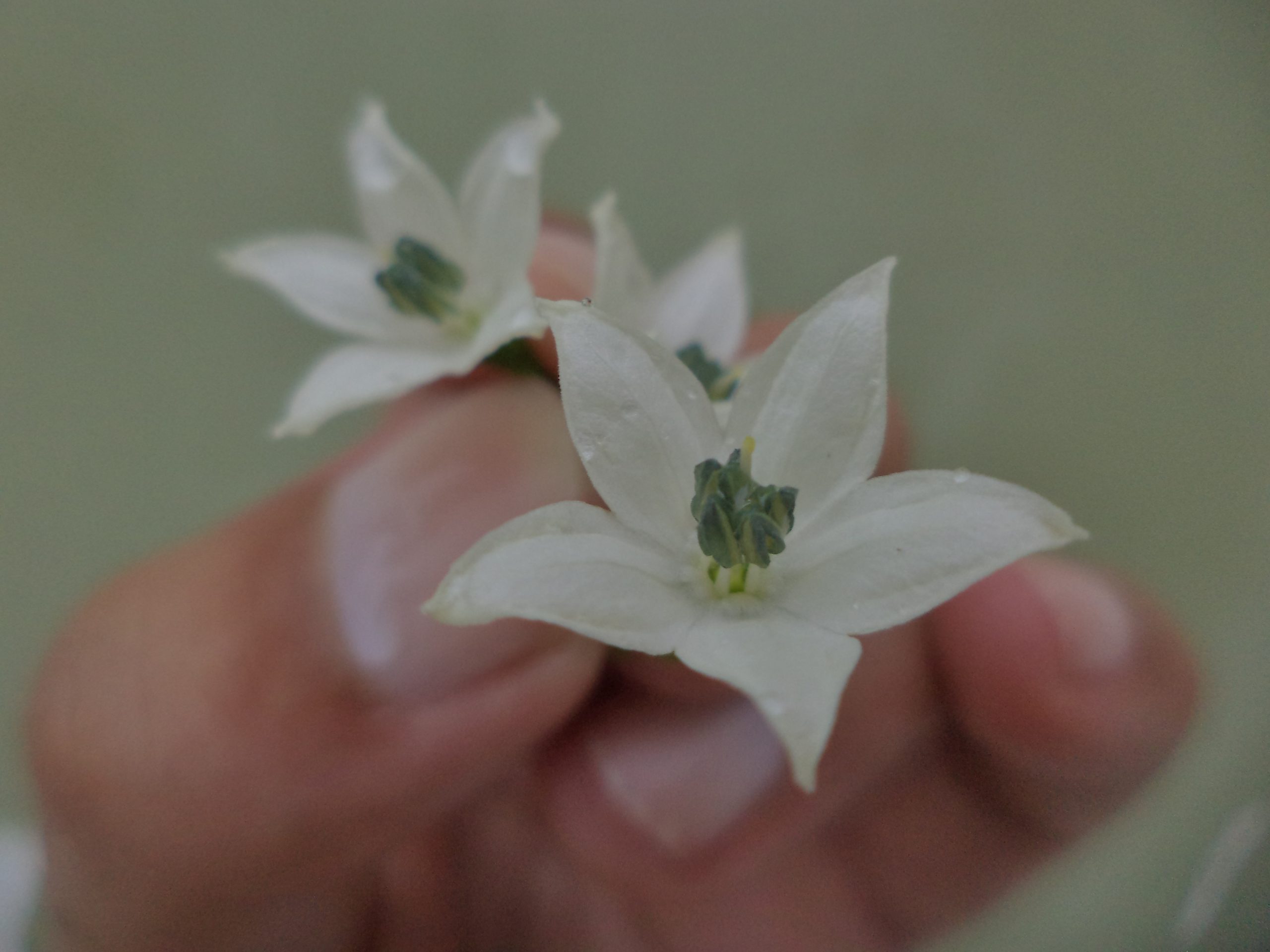 White flowers in hand