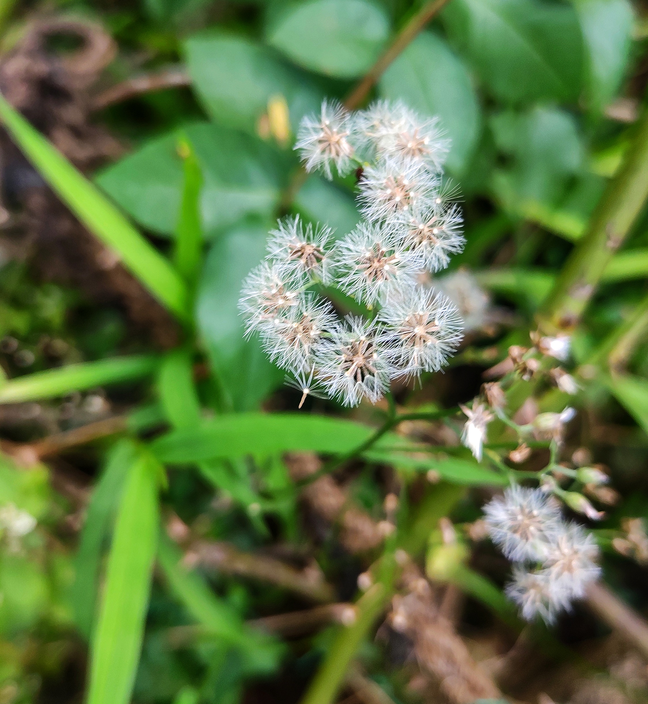 White flowers of a plant