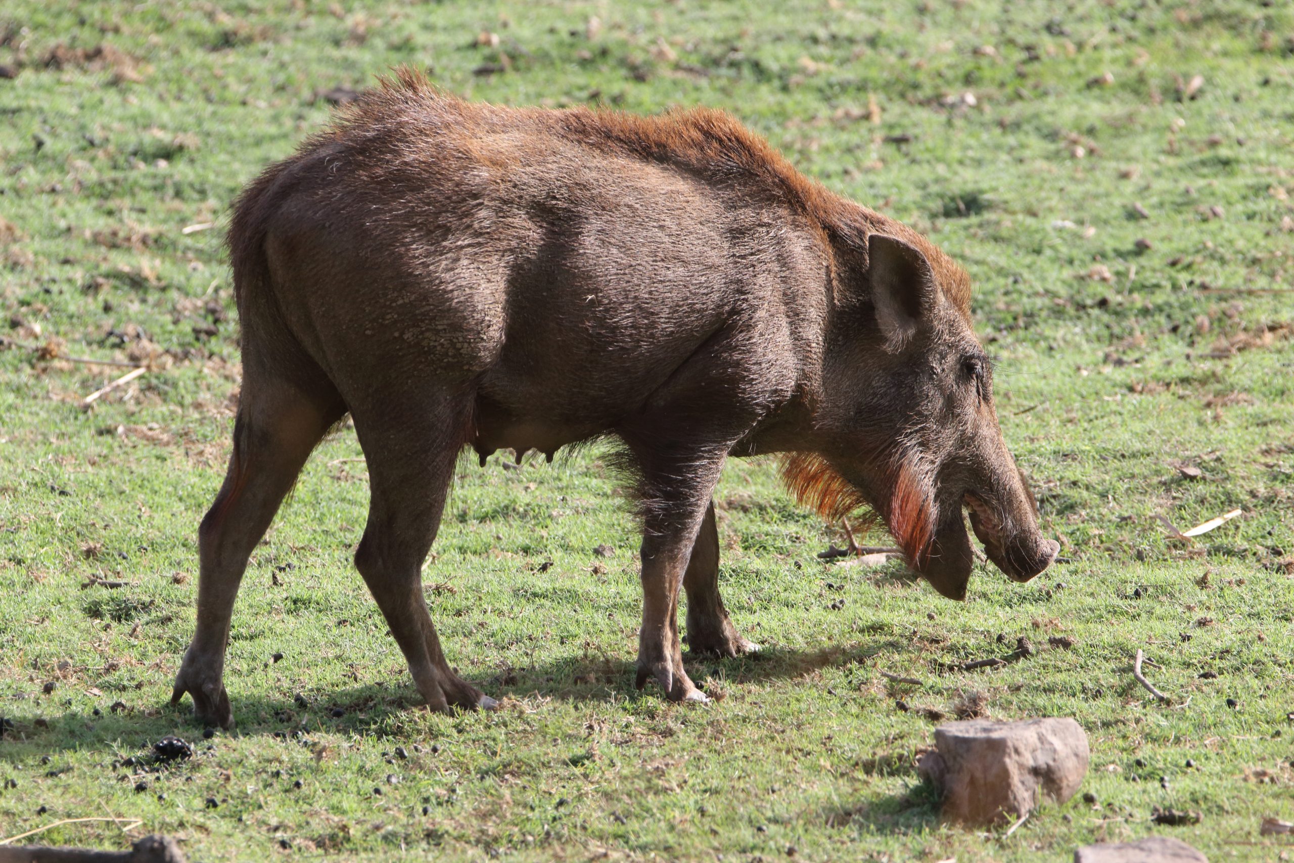 Wild boar