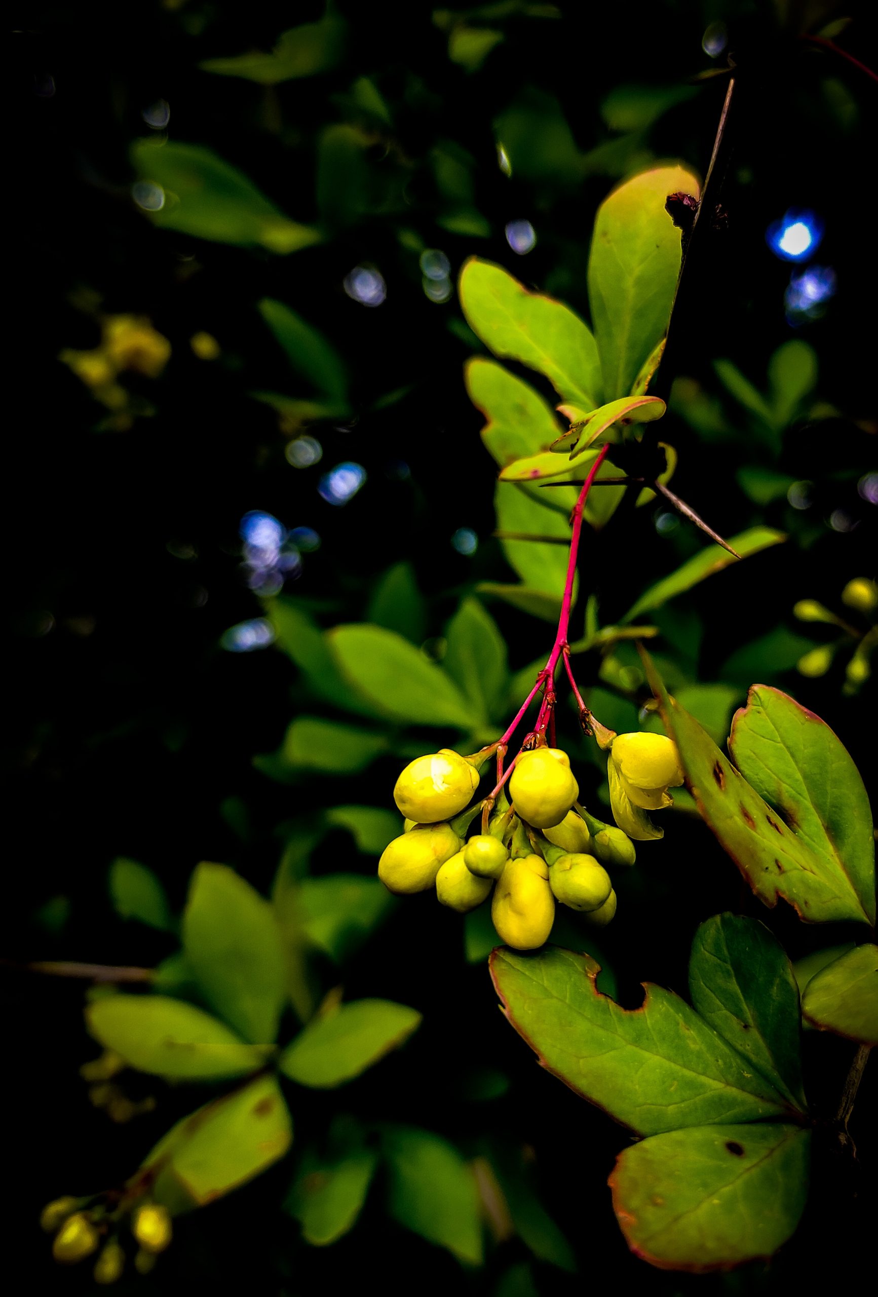 Wild fruits on a plant