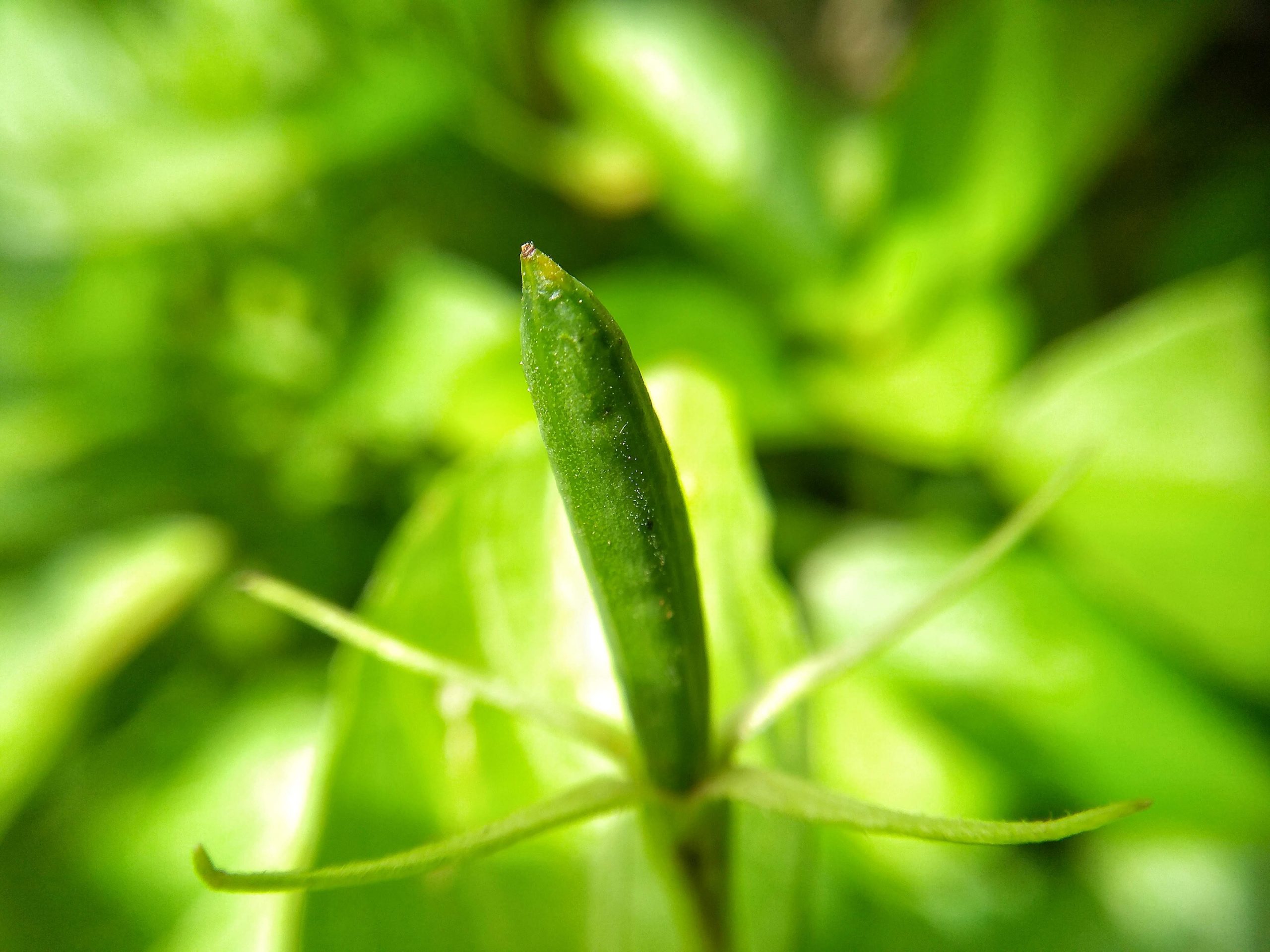 close up of plant