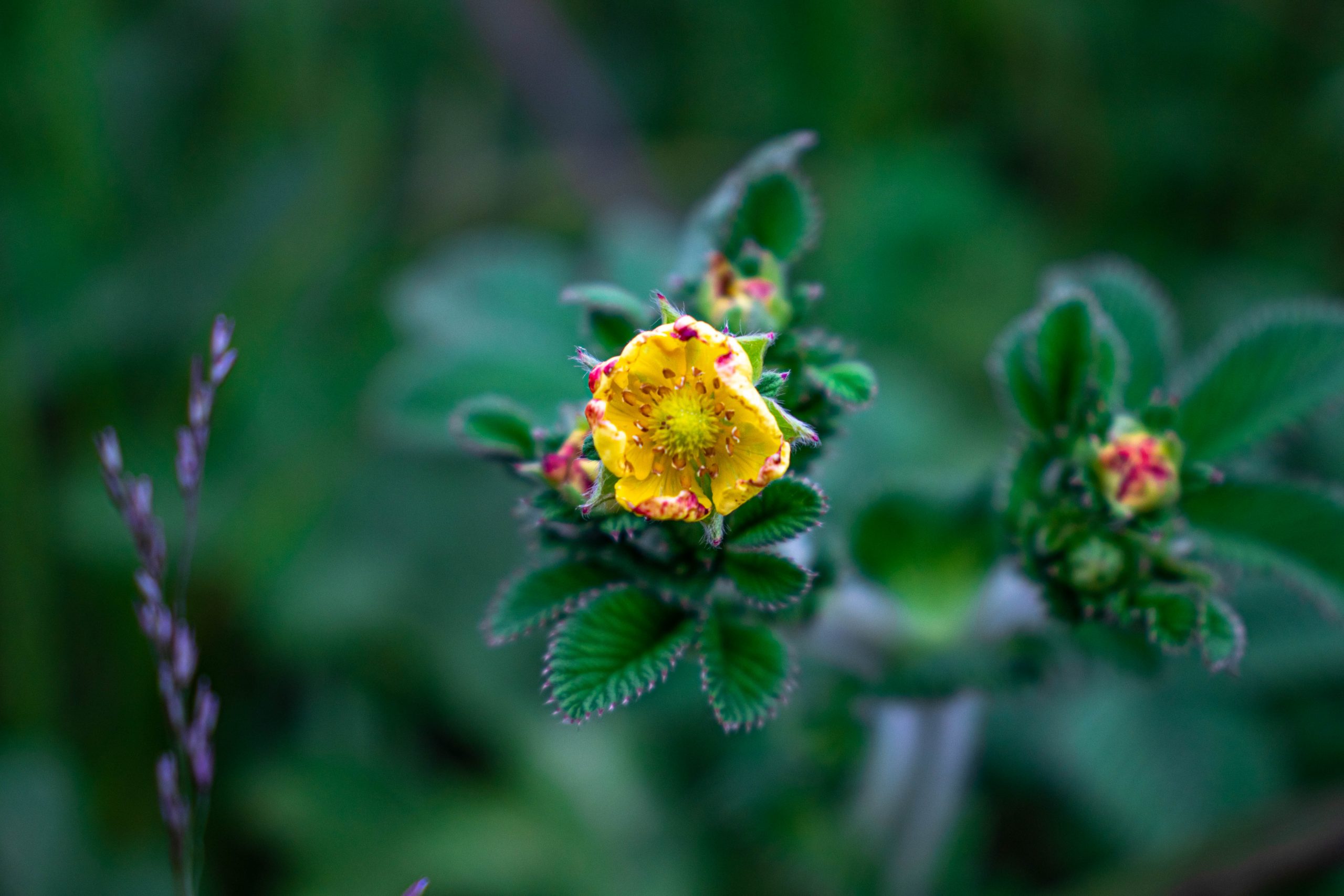 Yellow Blooming Lantana