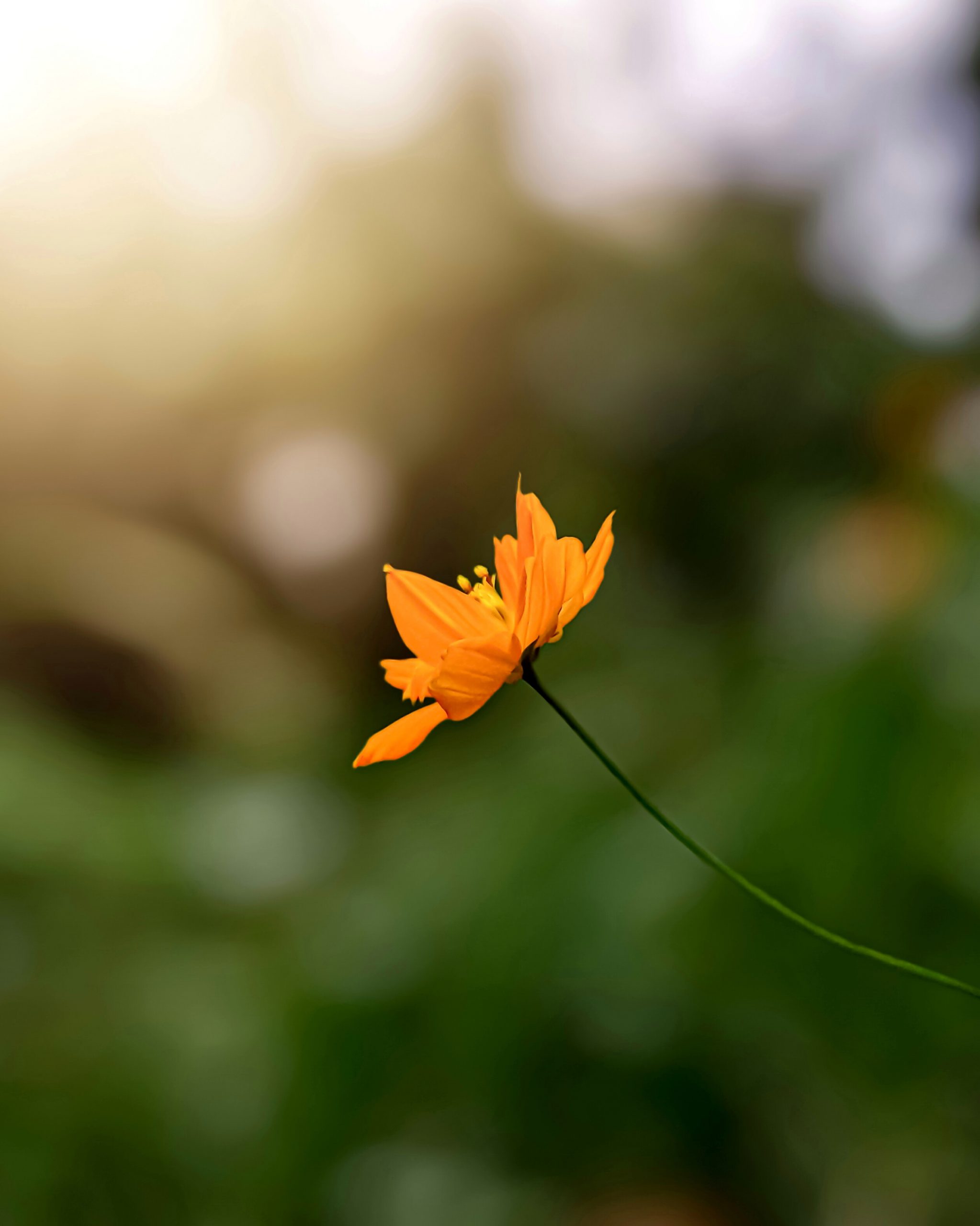 Yellow Daisy Flower