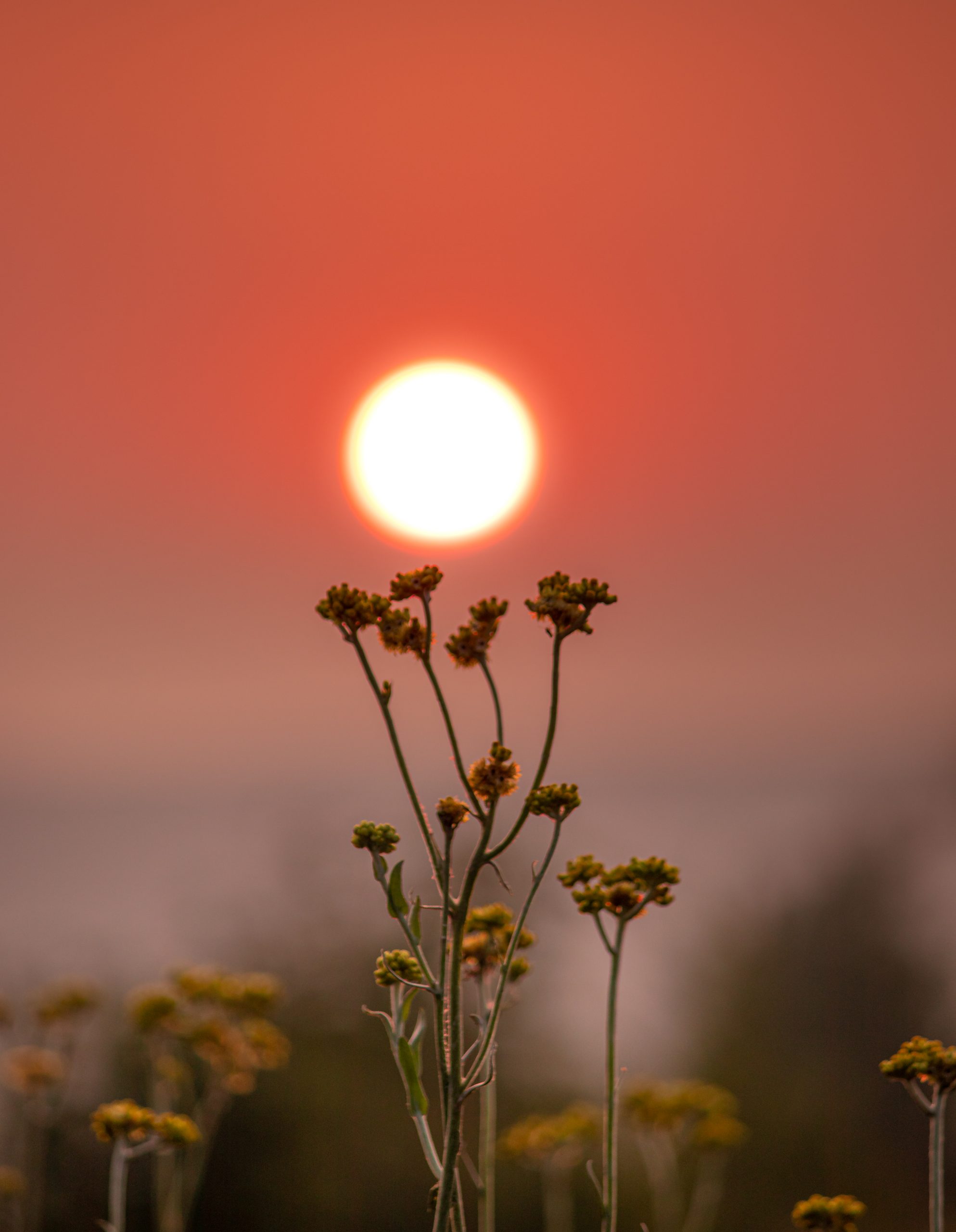 flowers against sunset
