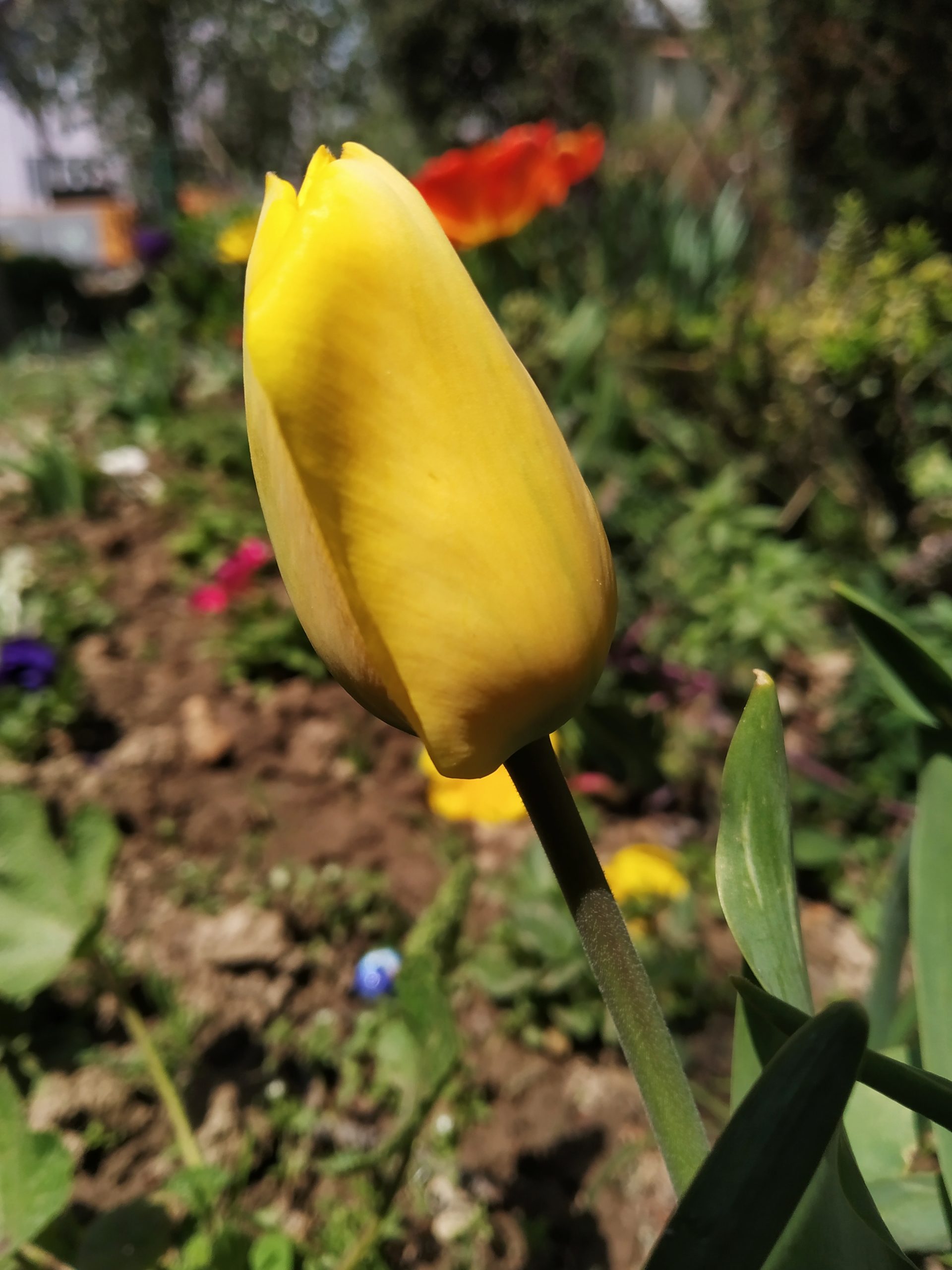 Yellow Tulip garden.