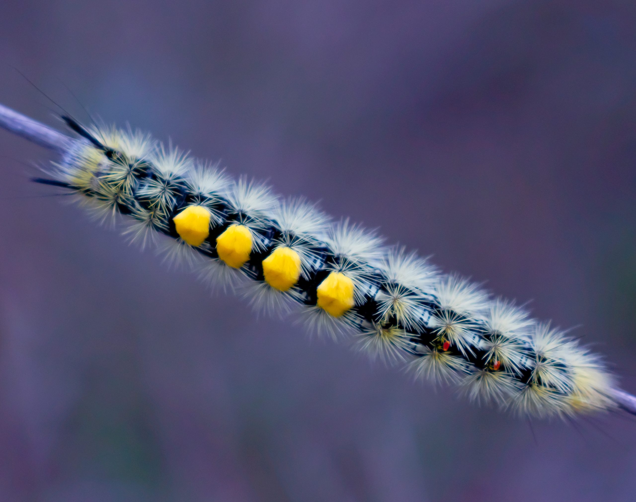 Yellow Spotted Caterpillar