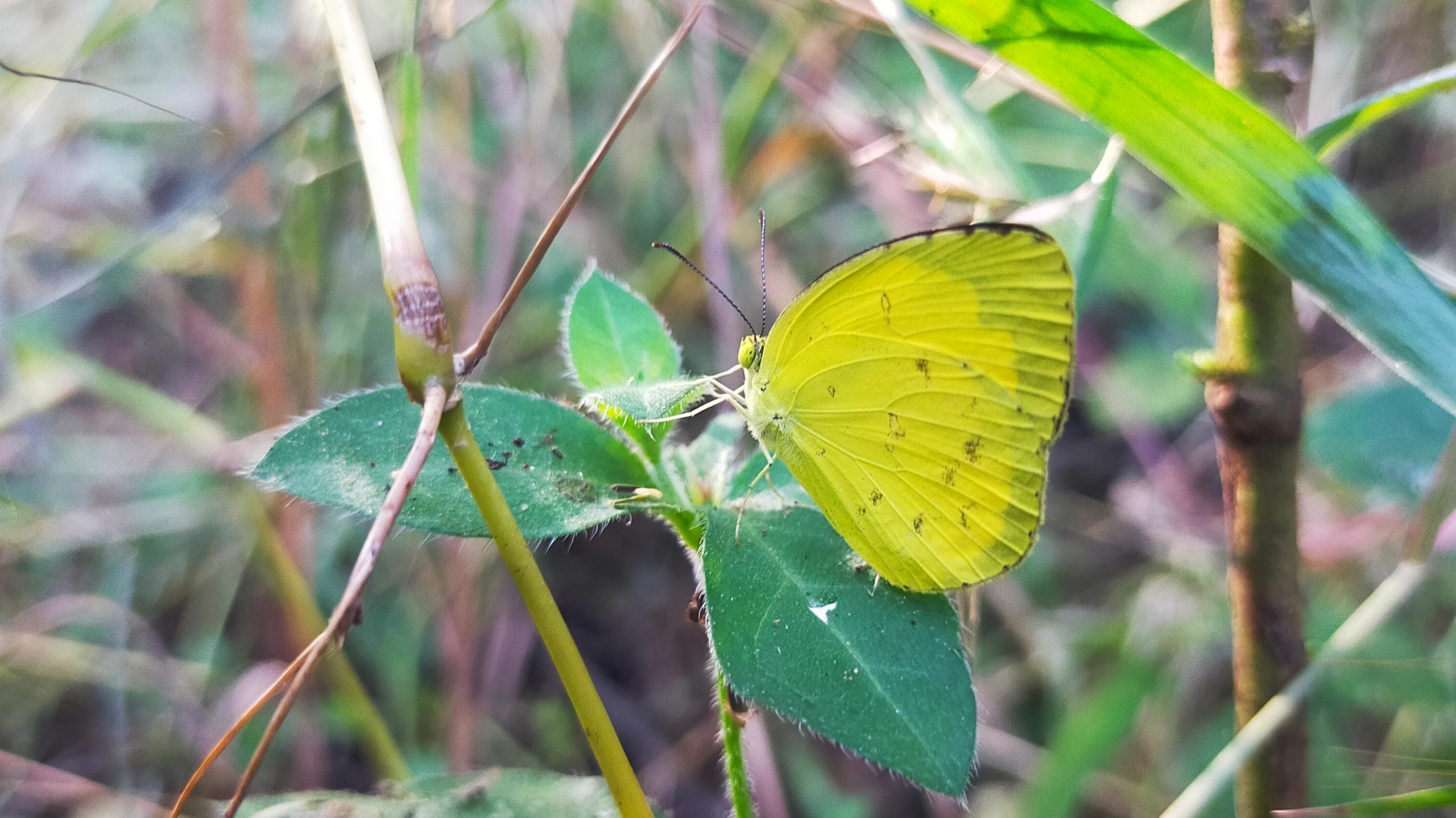 butterfly on leaf