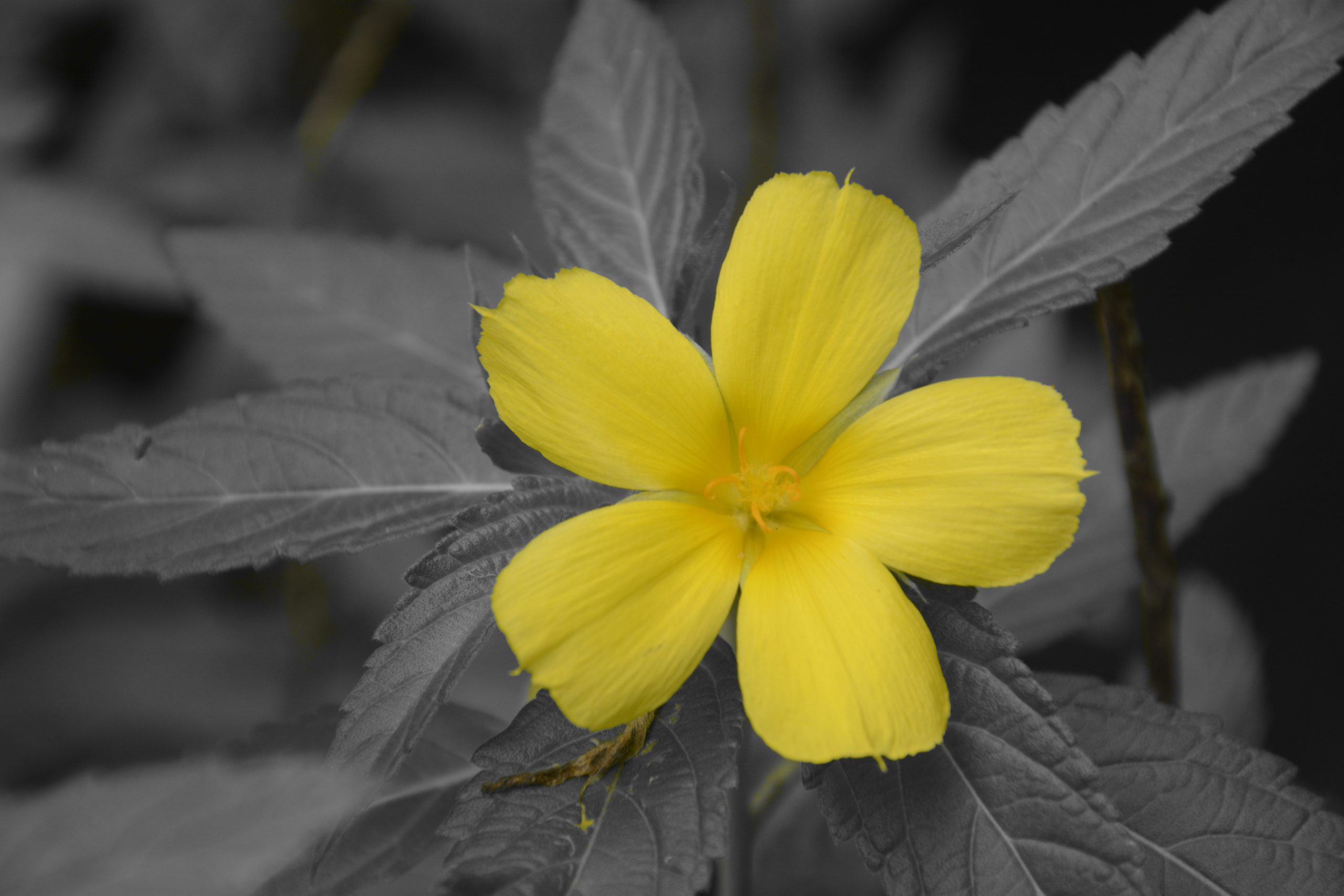 Yellow flower