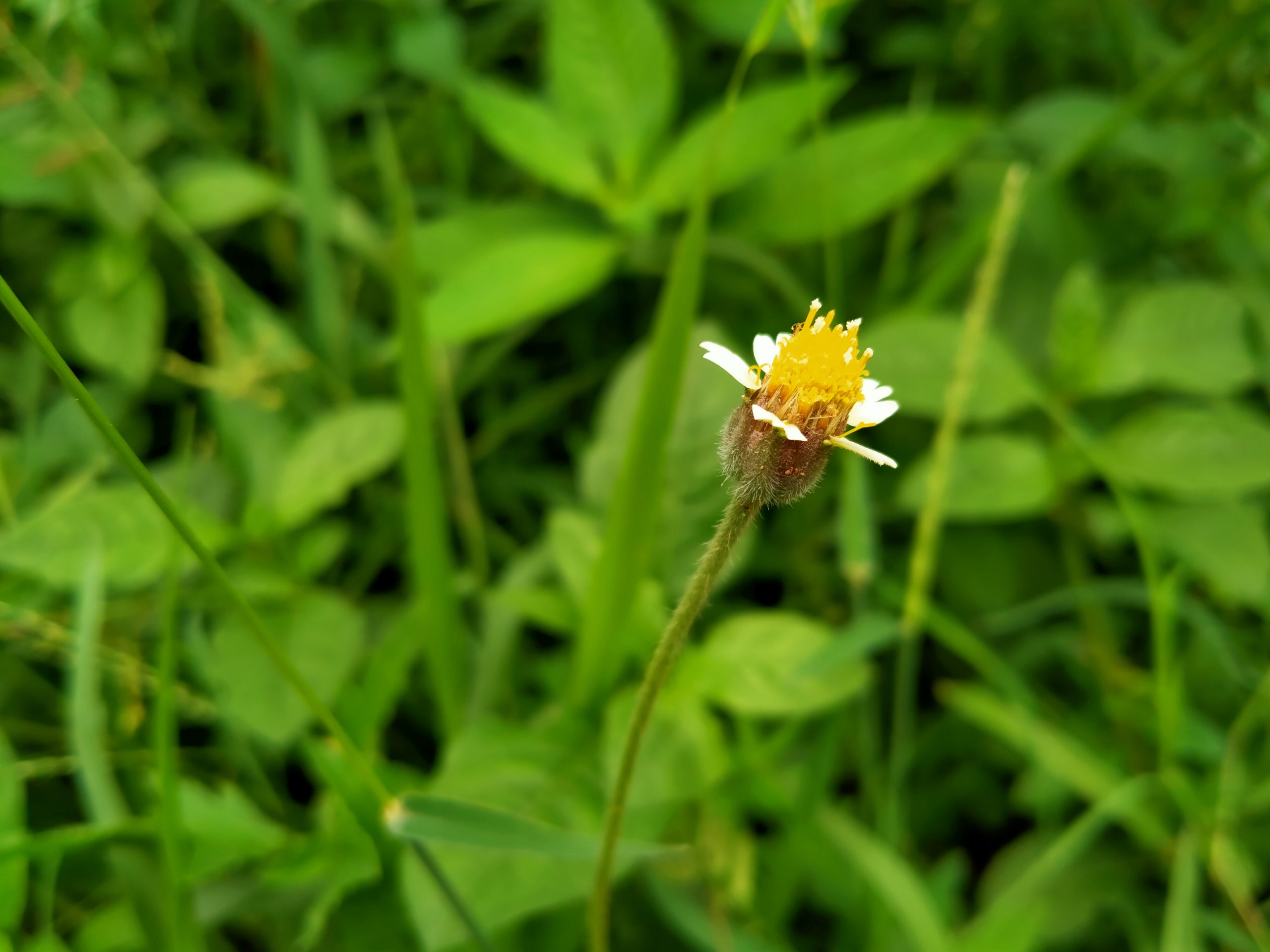 A wildflower