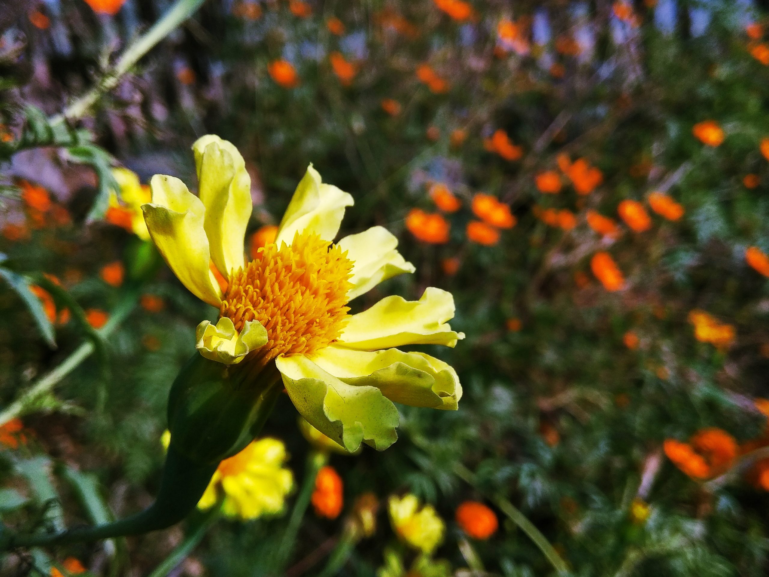 Yellow flowers in a garden