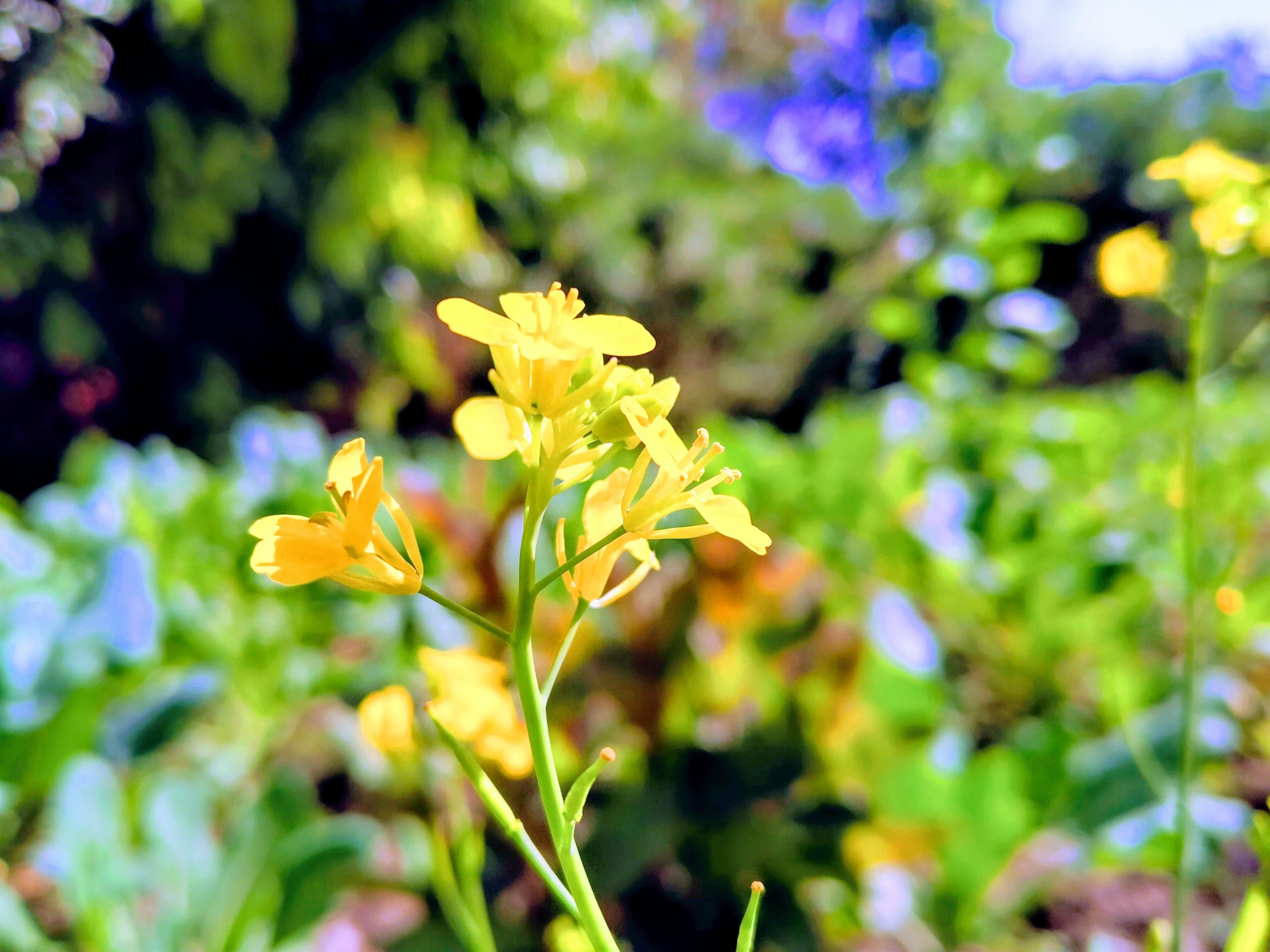 Yellow flowers of mustard