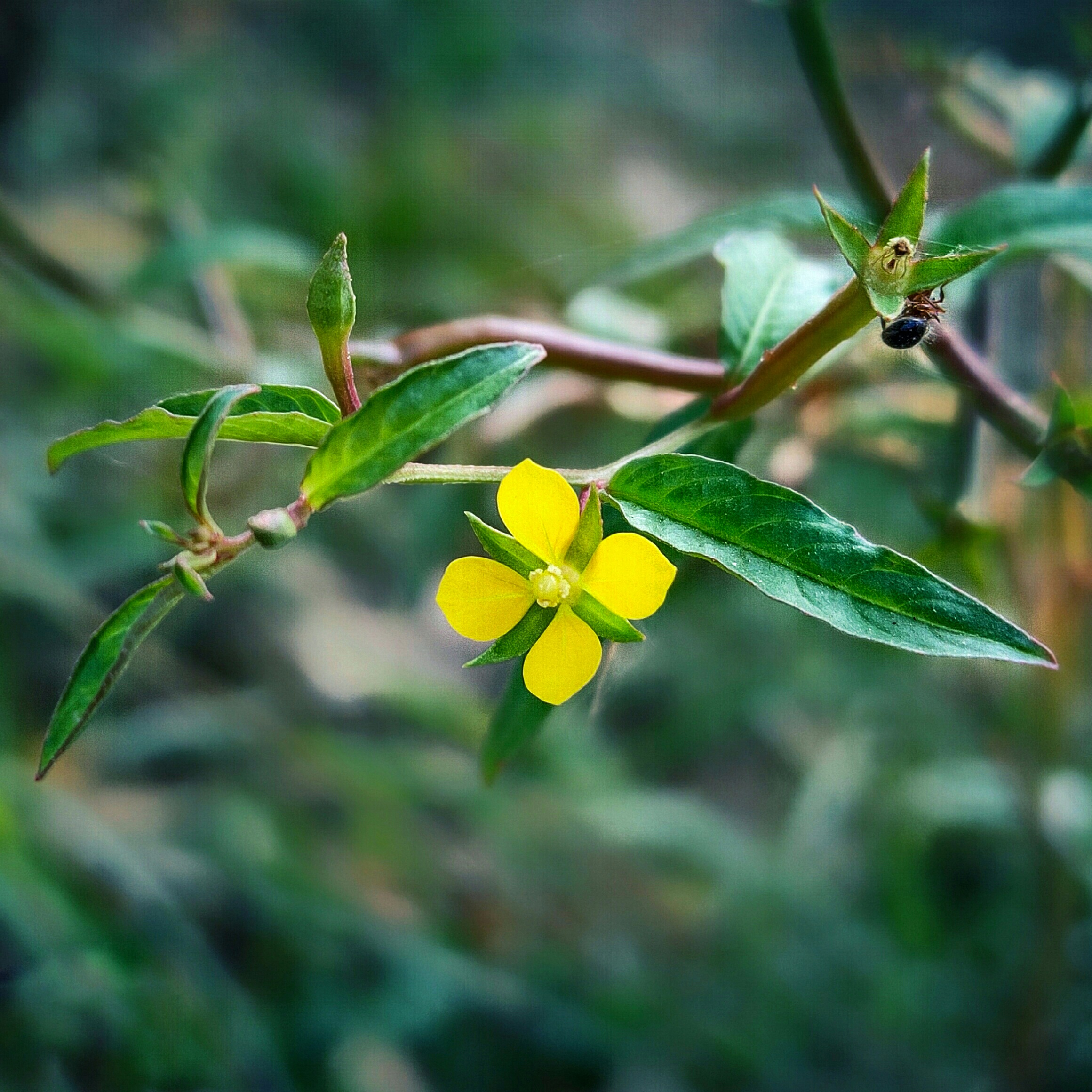 Yellow little flower