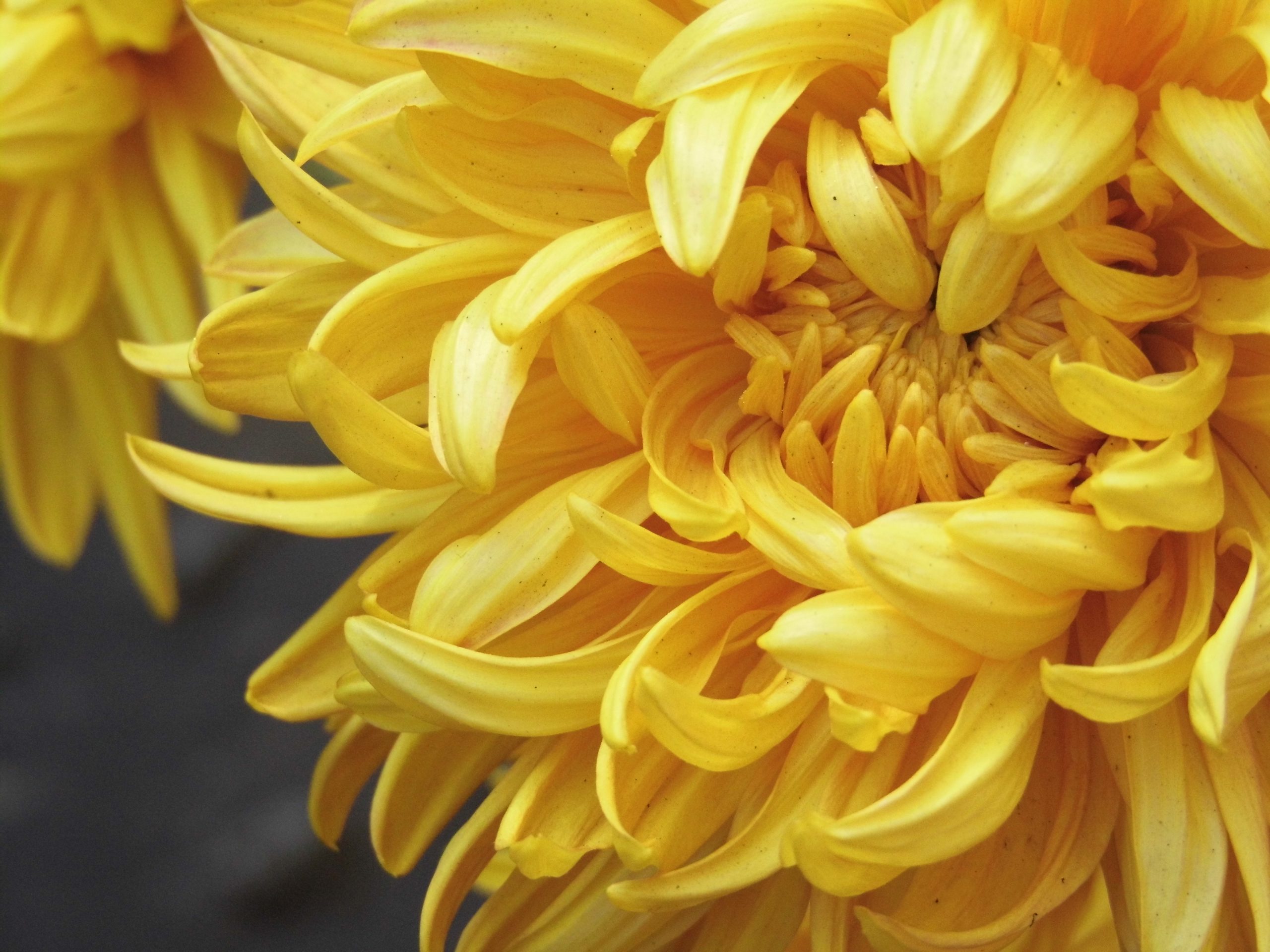 Yellow petals