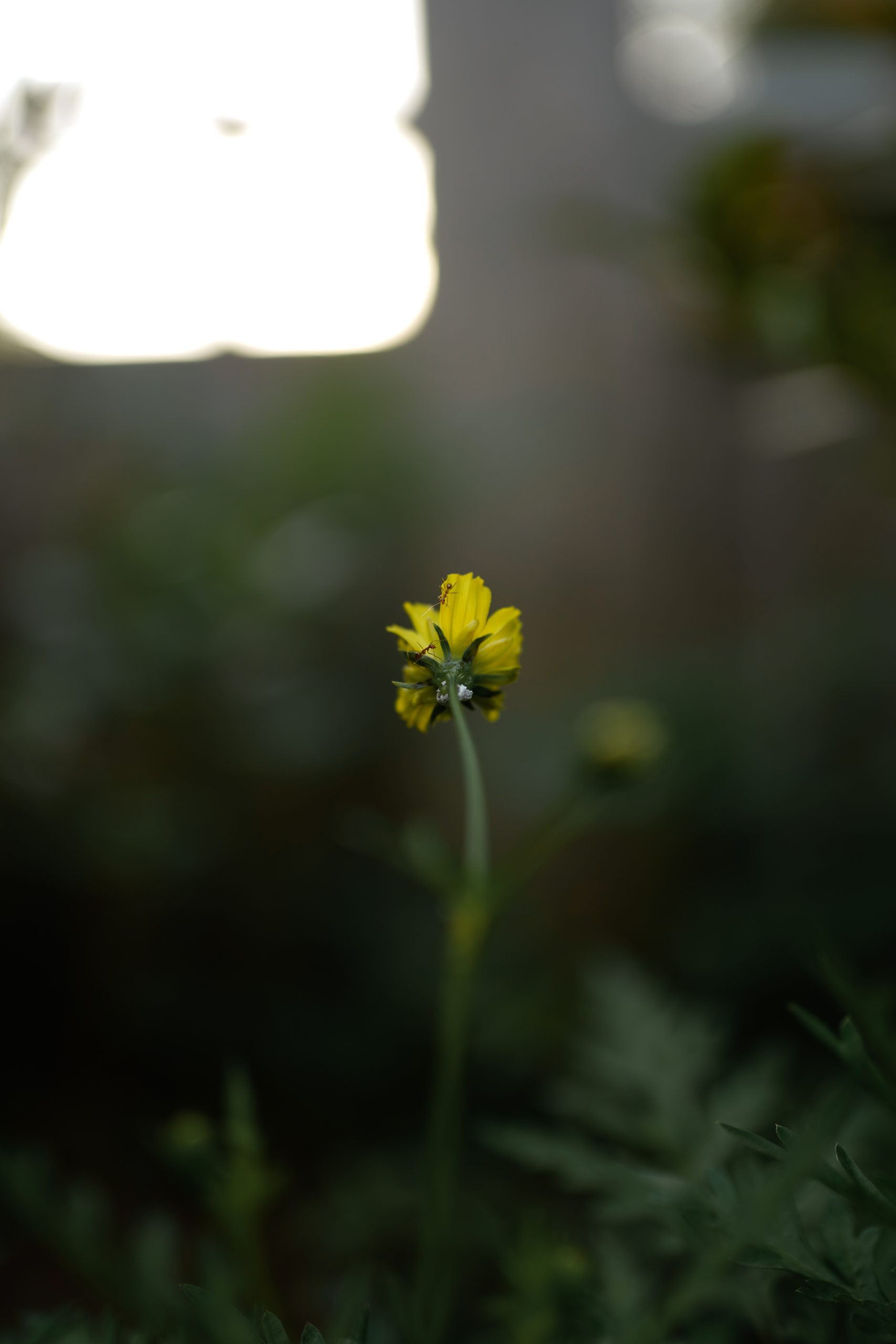 Small Yellow Flower