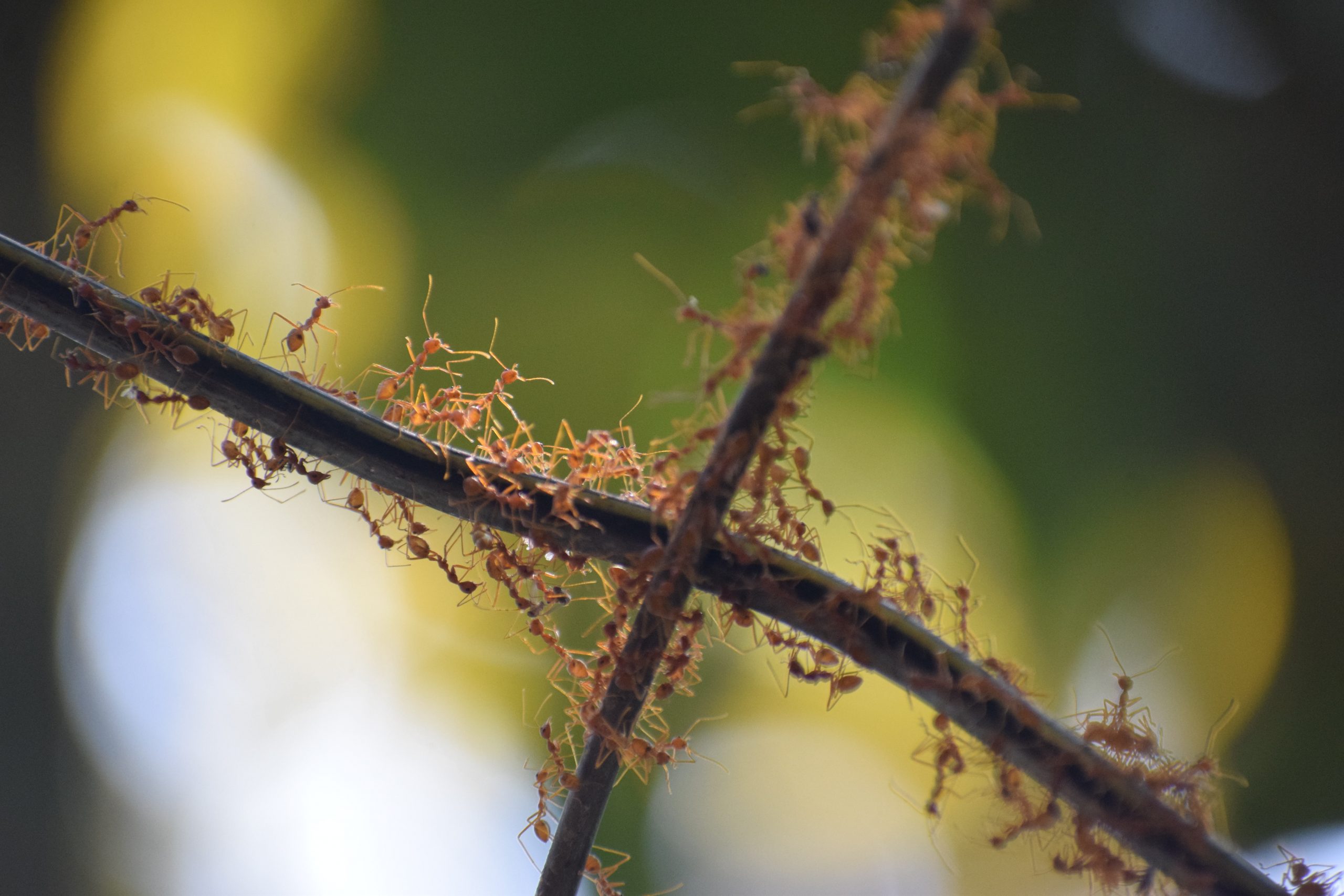 ants on a twig