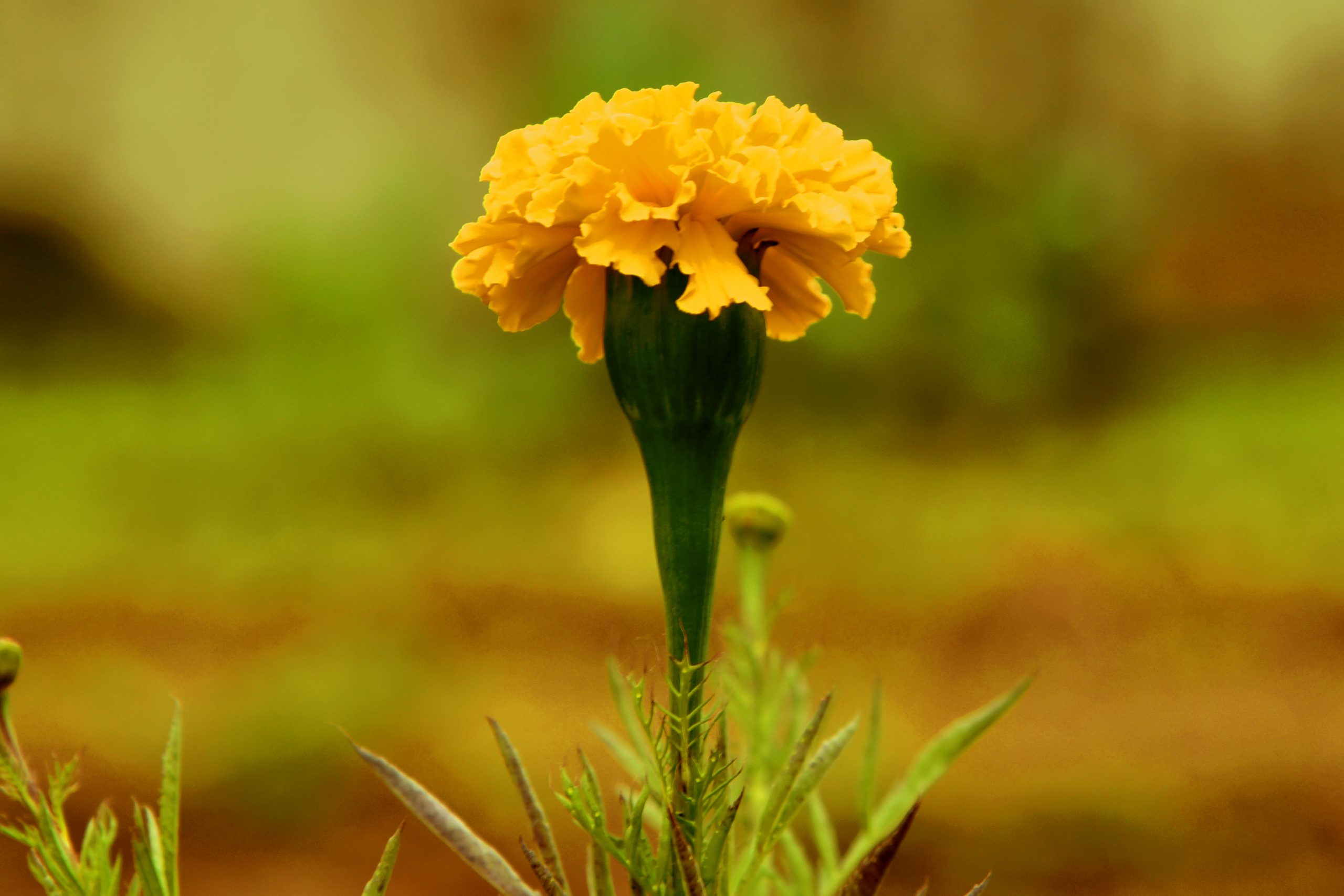 Marigold Flower