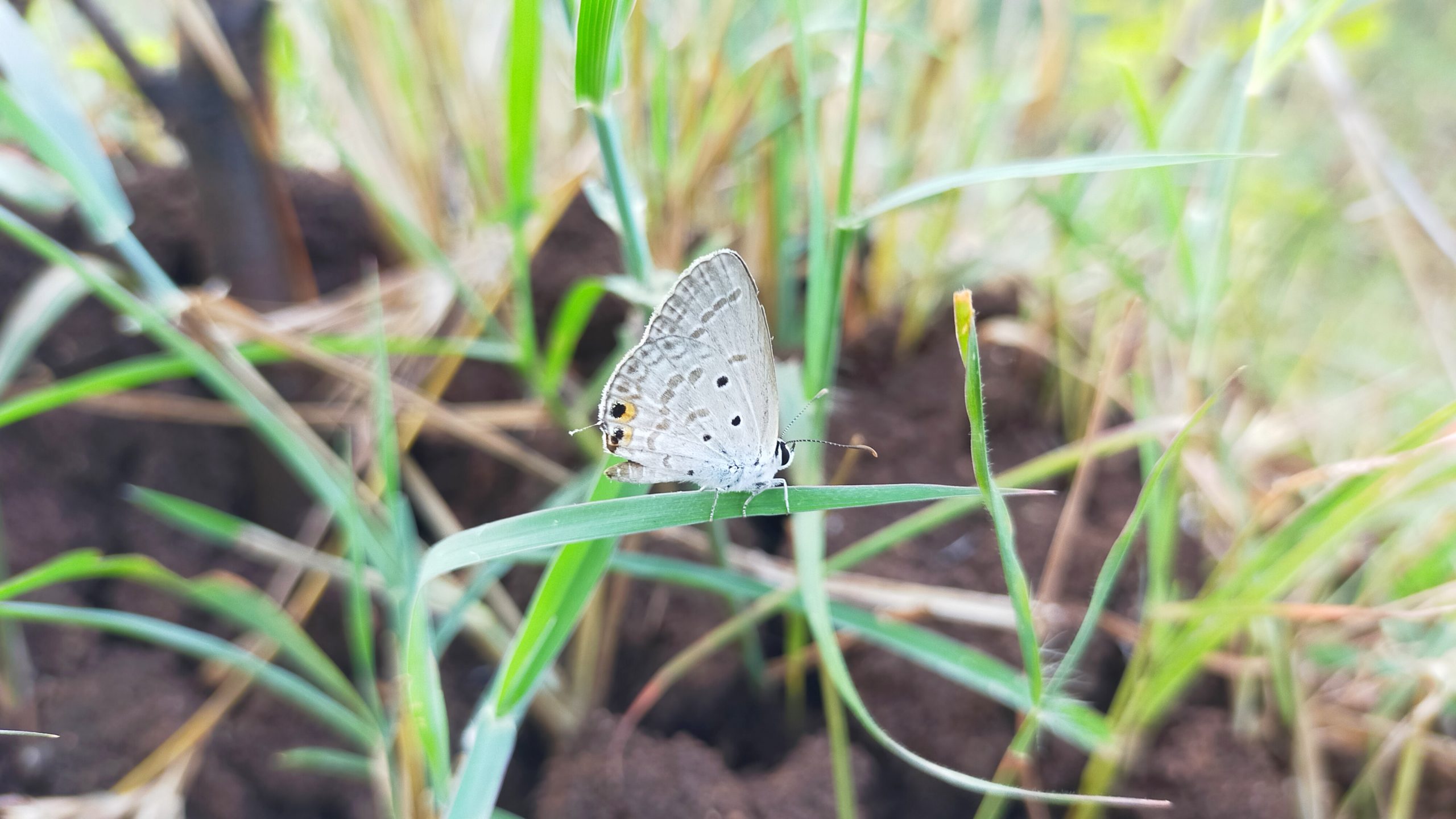 butterfly on grass