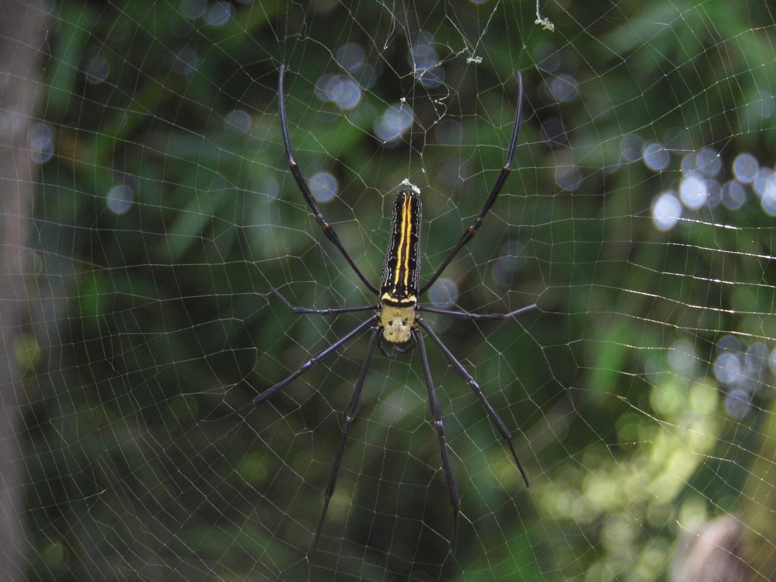 Spider web